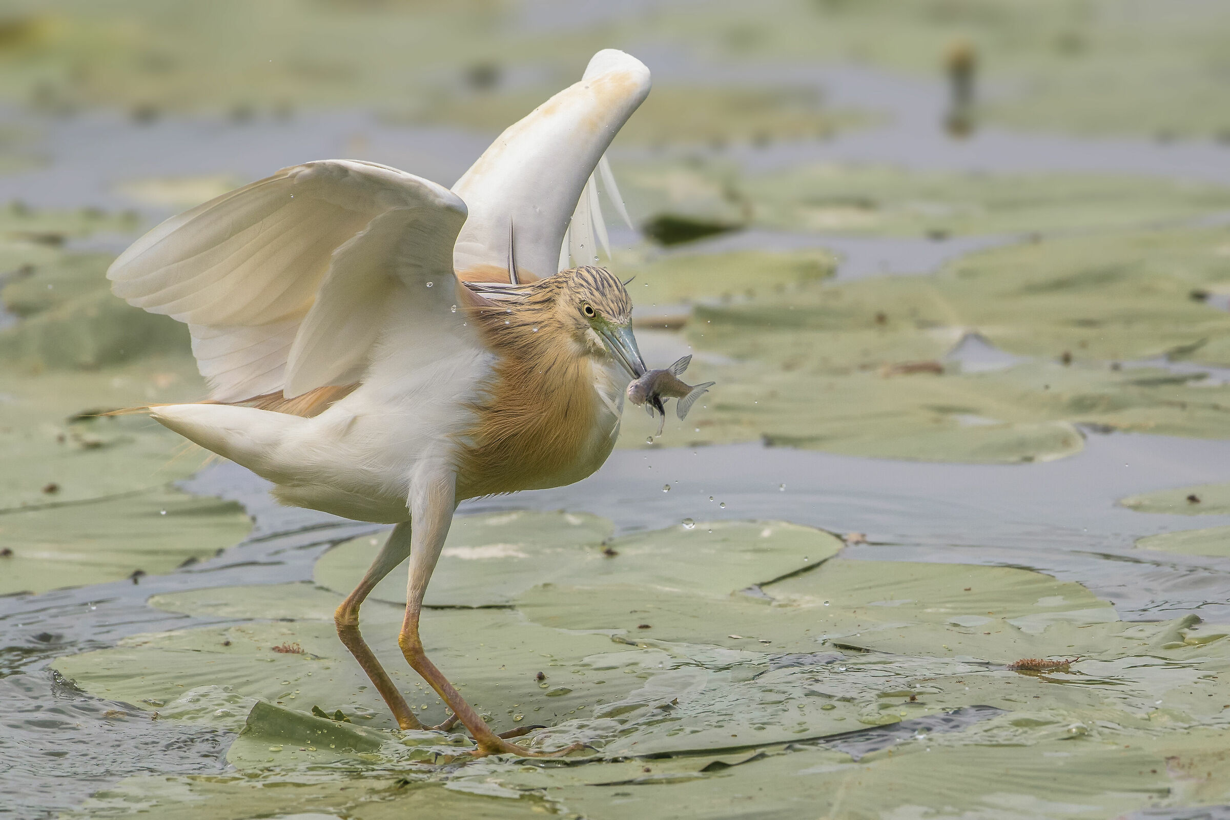 Squacco sprig with prey