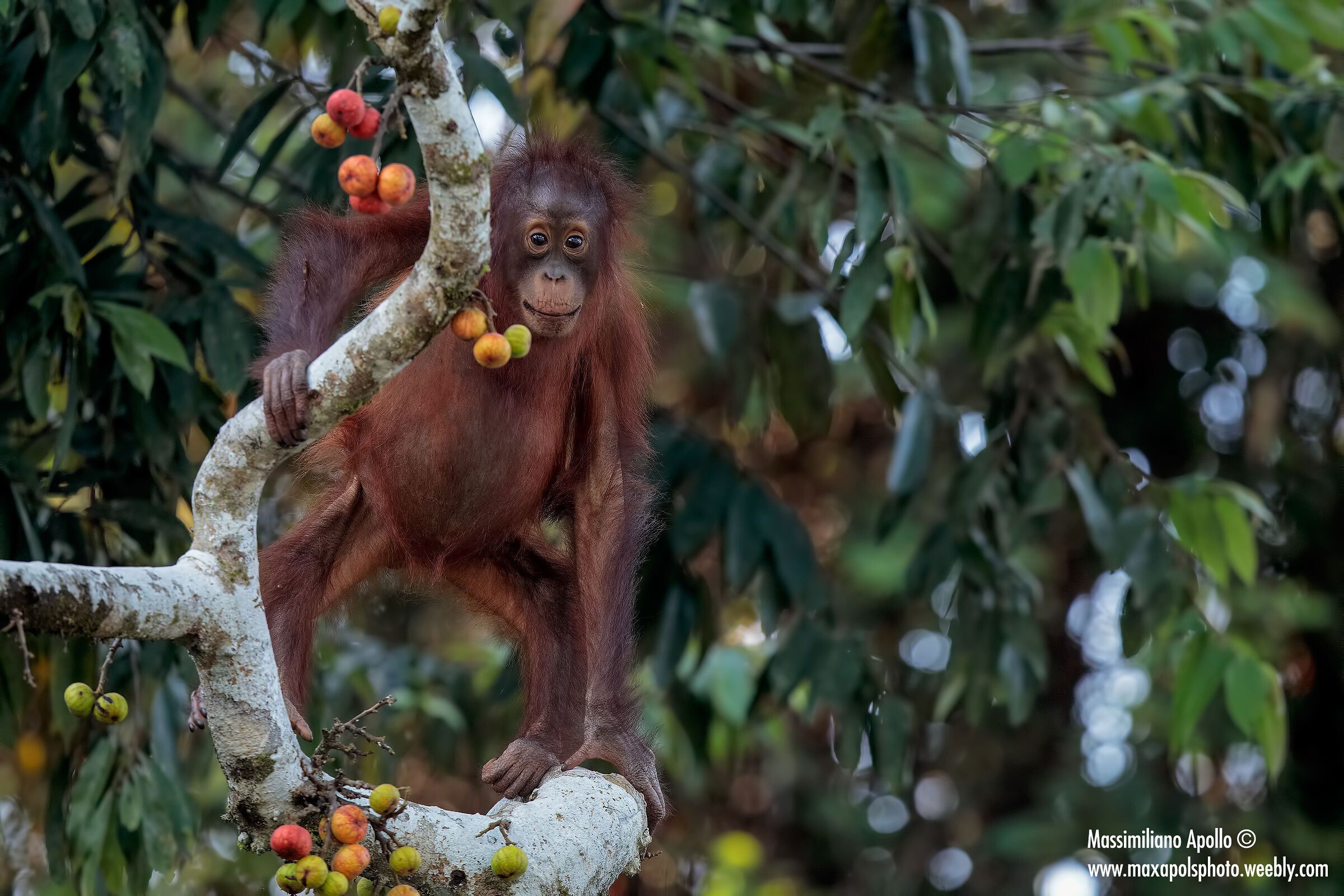 giovane orangutan...