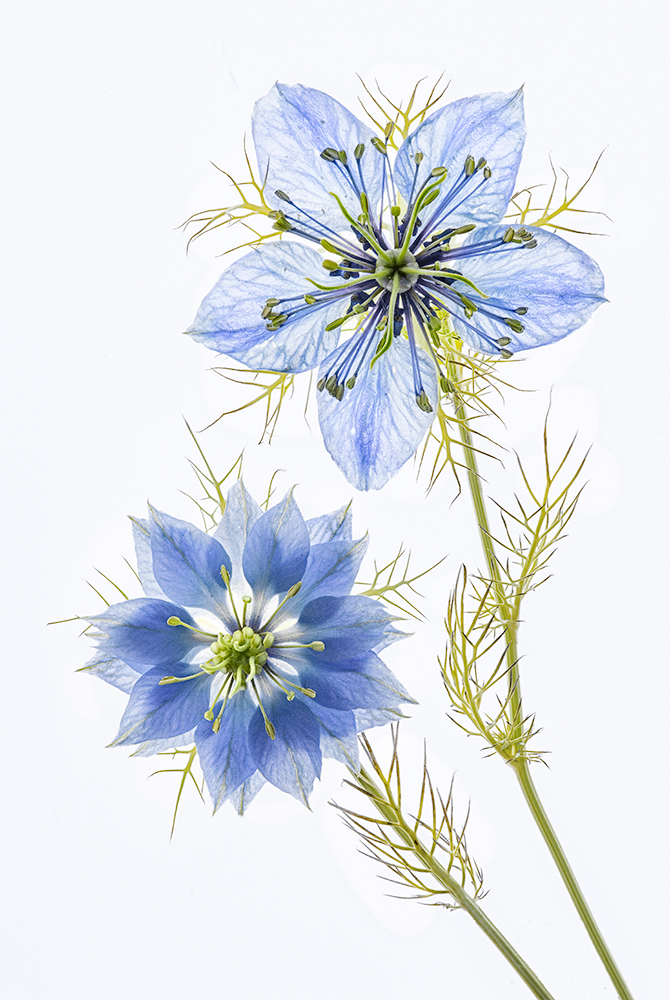 Even the field flowers are beautiful