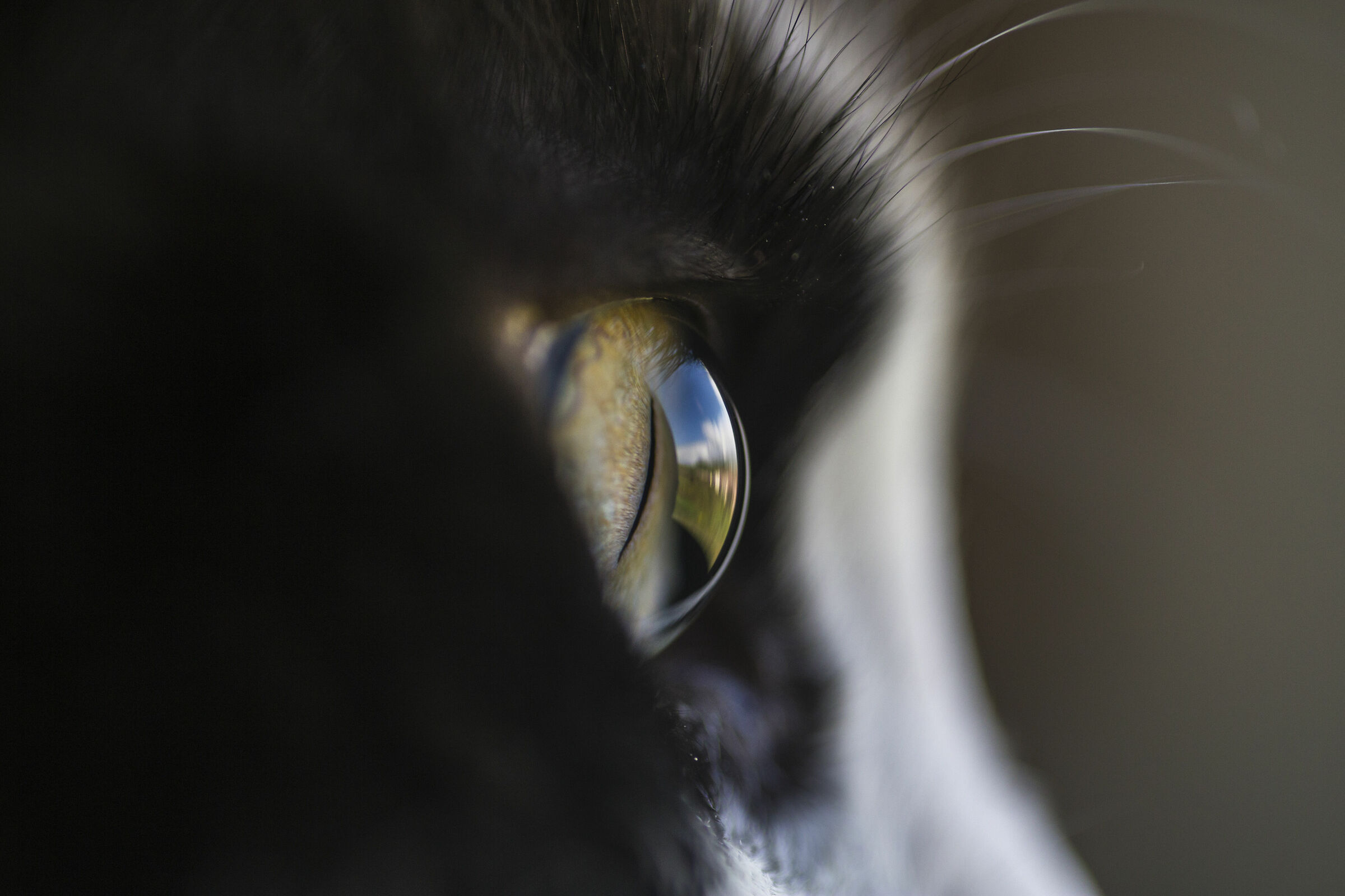 Guardo il mondo dai tuoi occhi