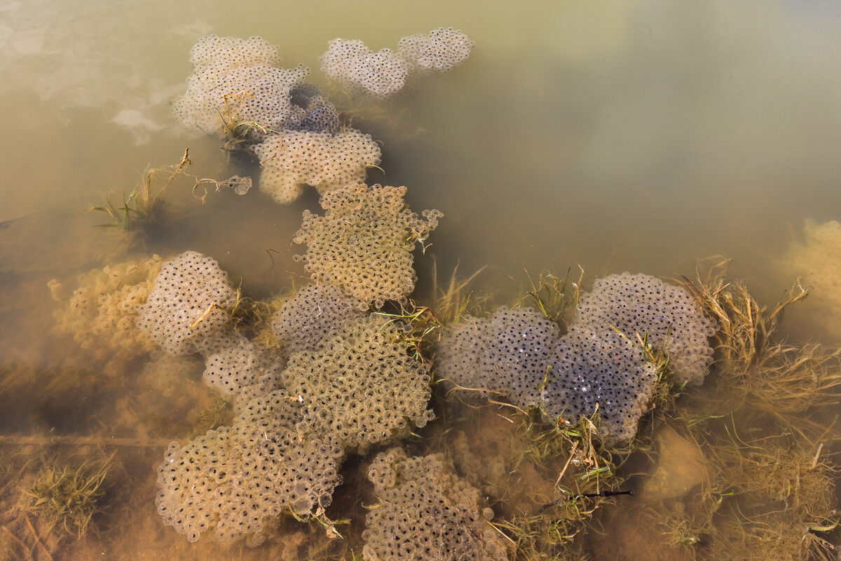 Globular clusters of temporary frog eggs...