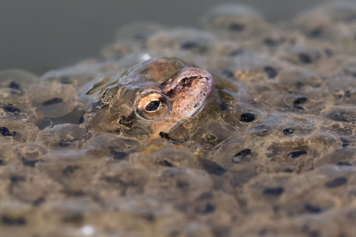 Rana temporaria between the eggs...