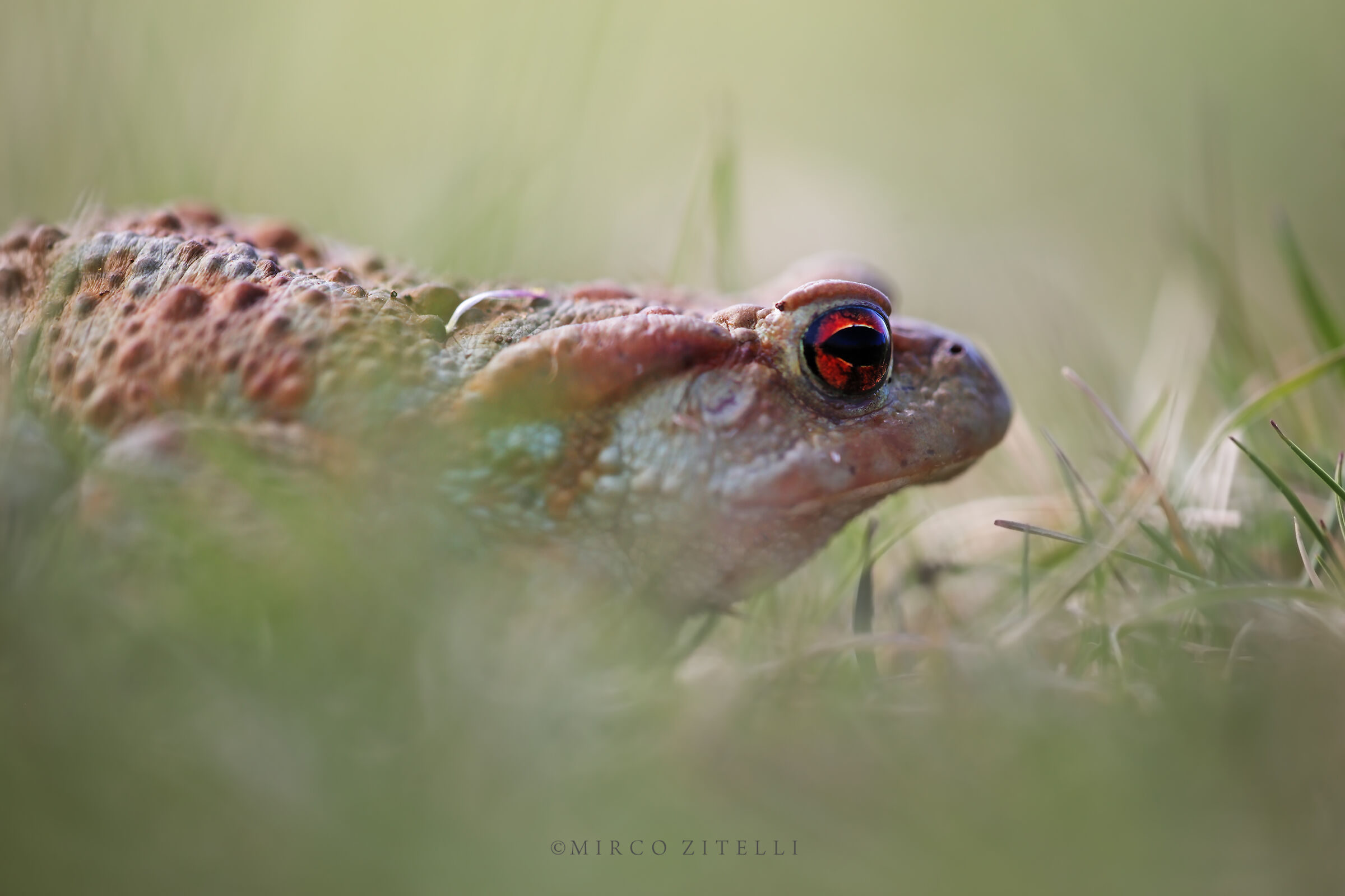 Common Toad (Bufo Bufo)