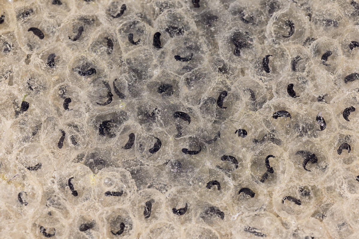 Temporary frog eggs in development...
