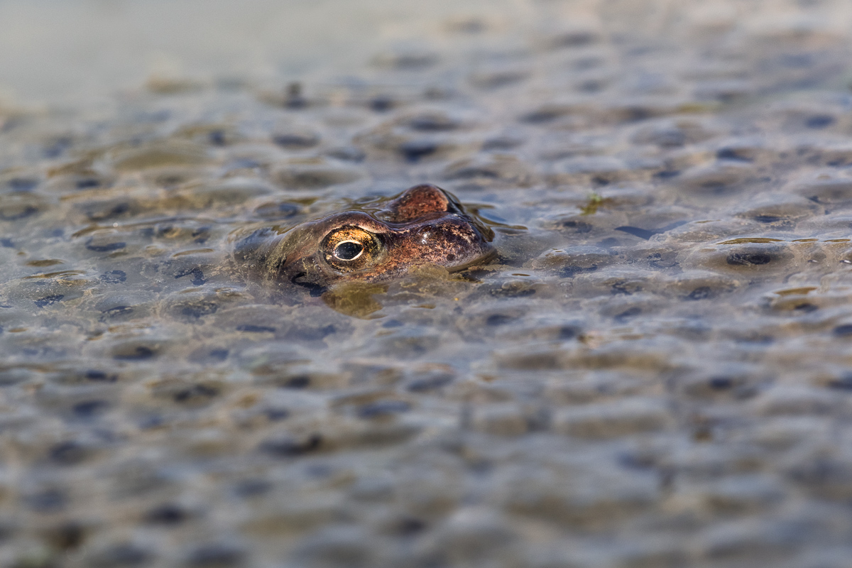A temporary frog sticking out of his eggs...