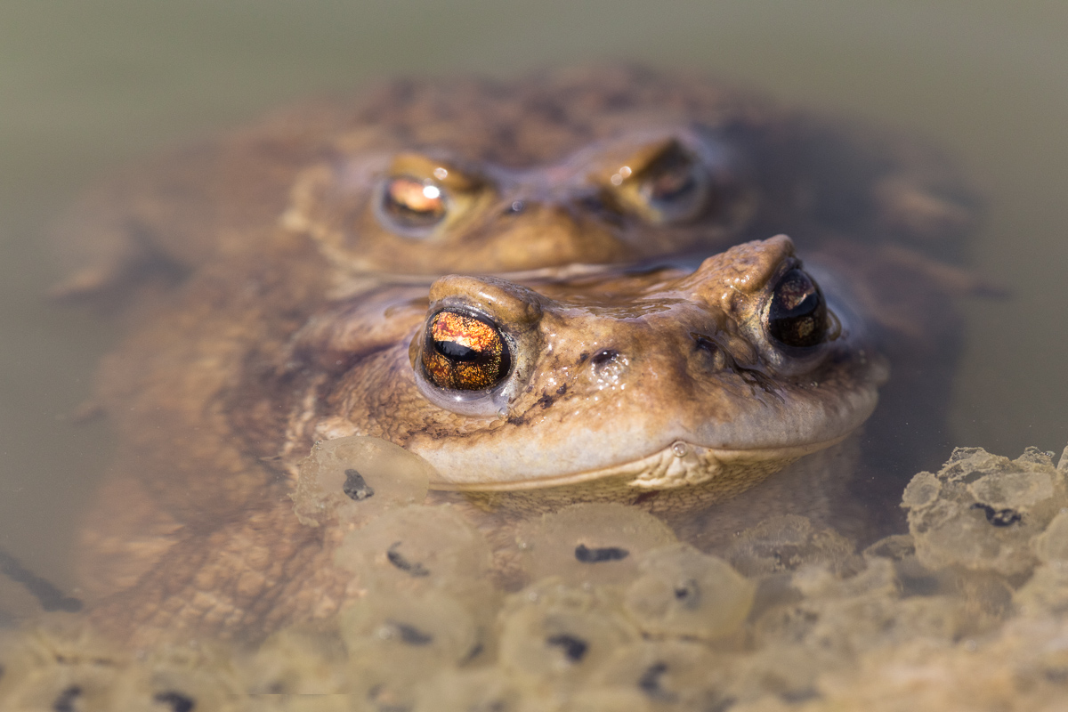 Common toads in mating...