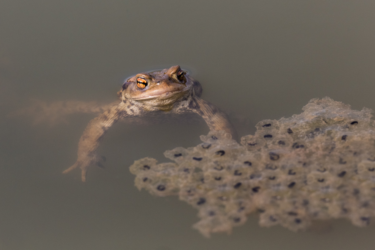 Common toad in emergence to breathe...