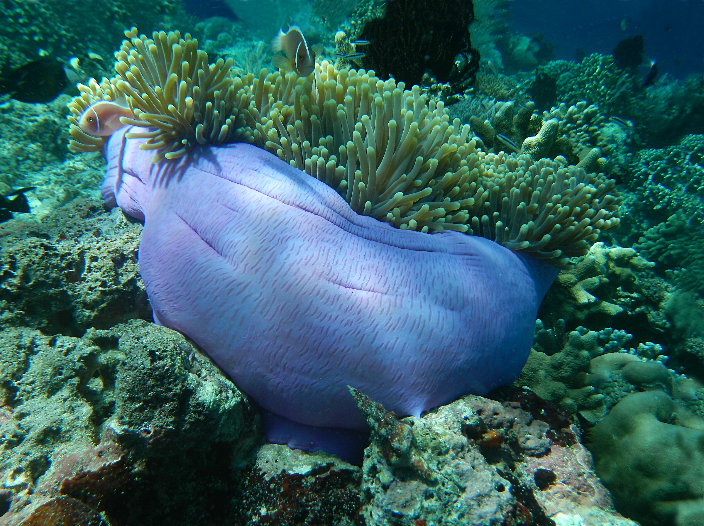 Anemone and Clownfish