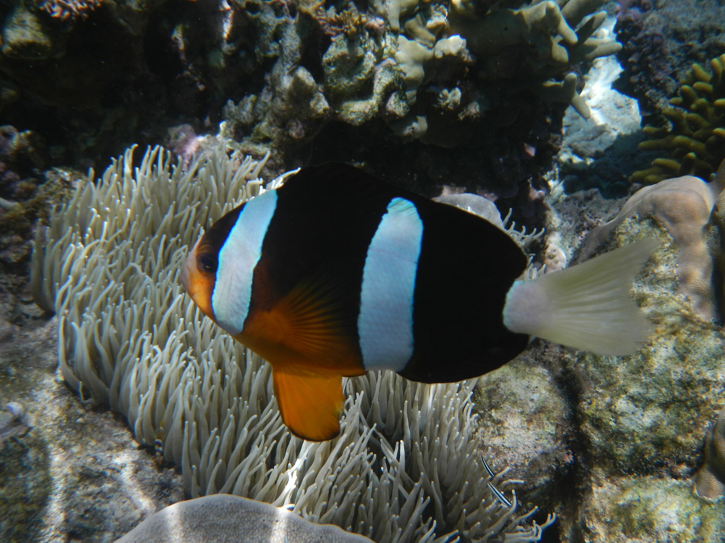 Black Clown Fish