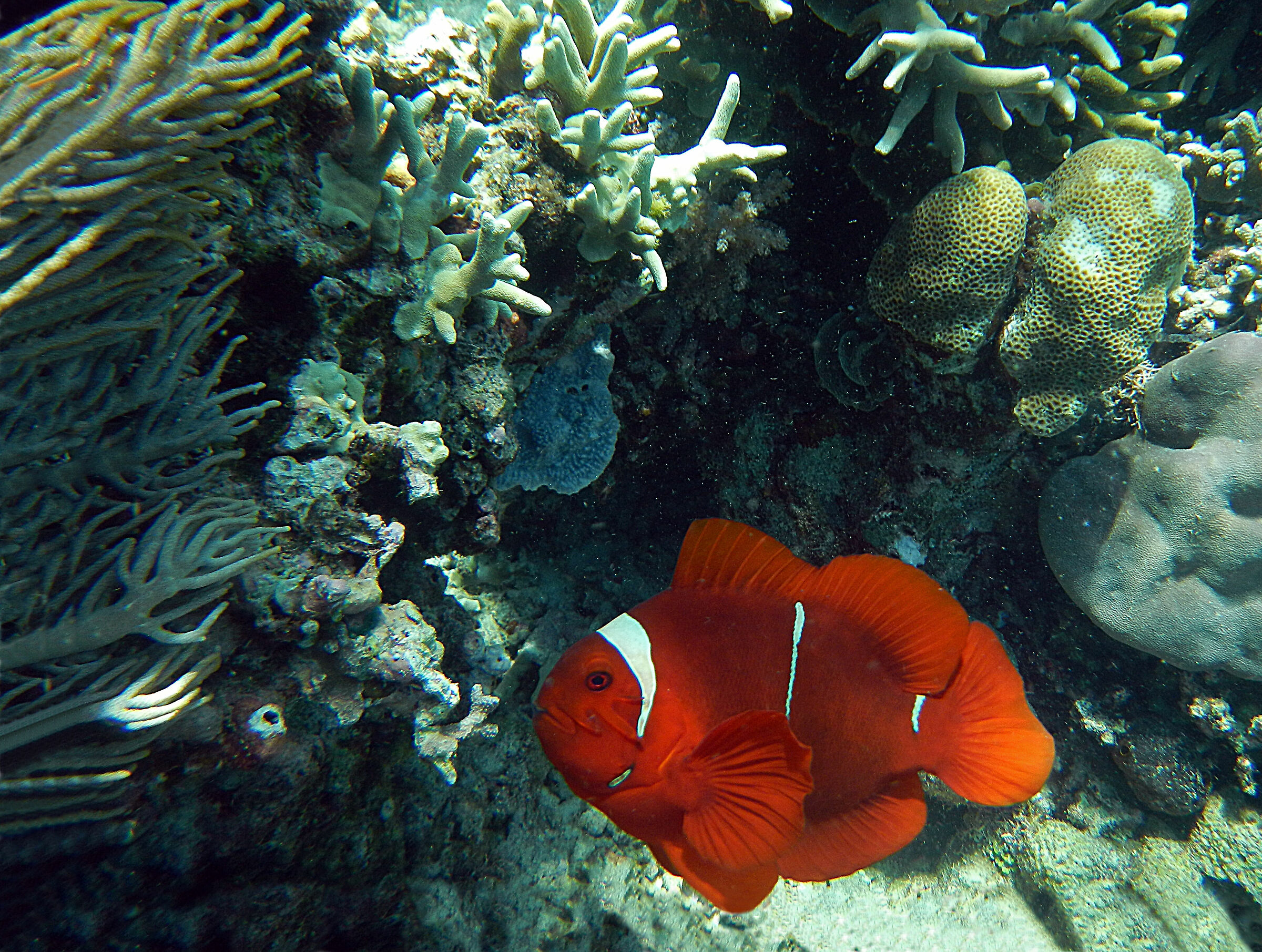 Red Clown Fish