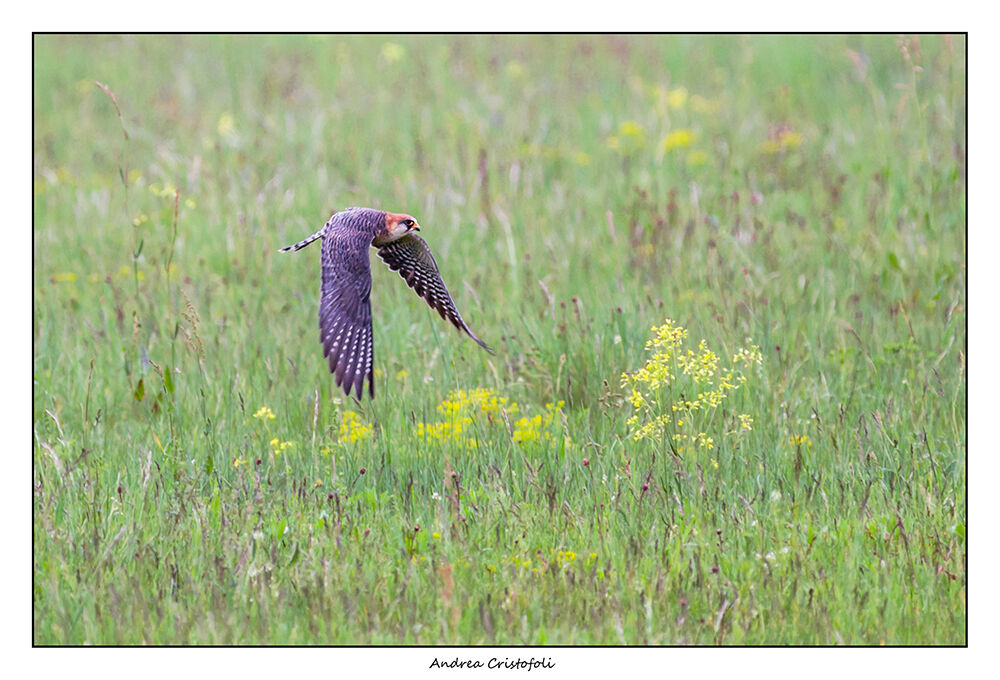 Female Cuckoo Hawk