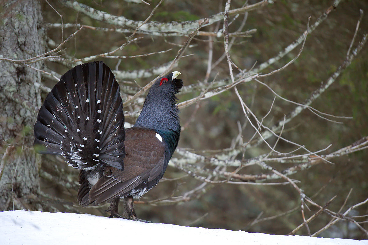 Grouse