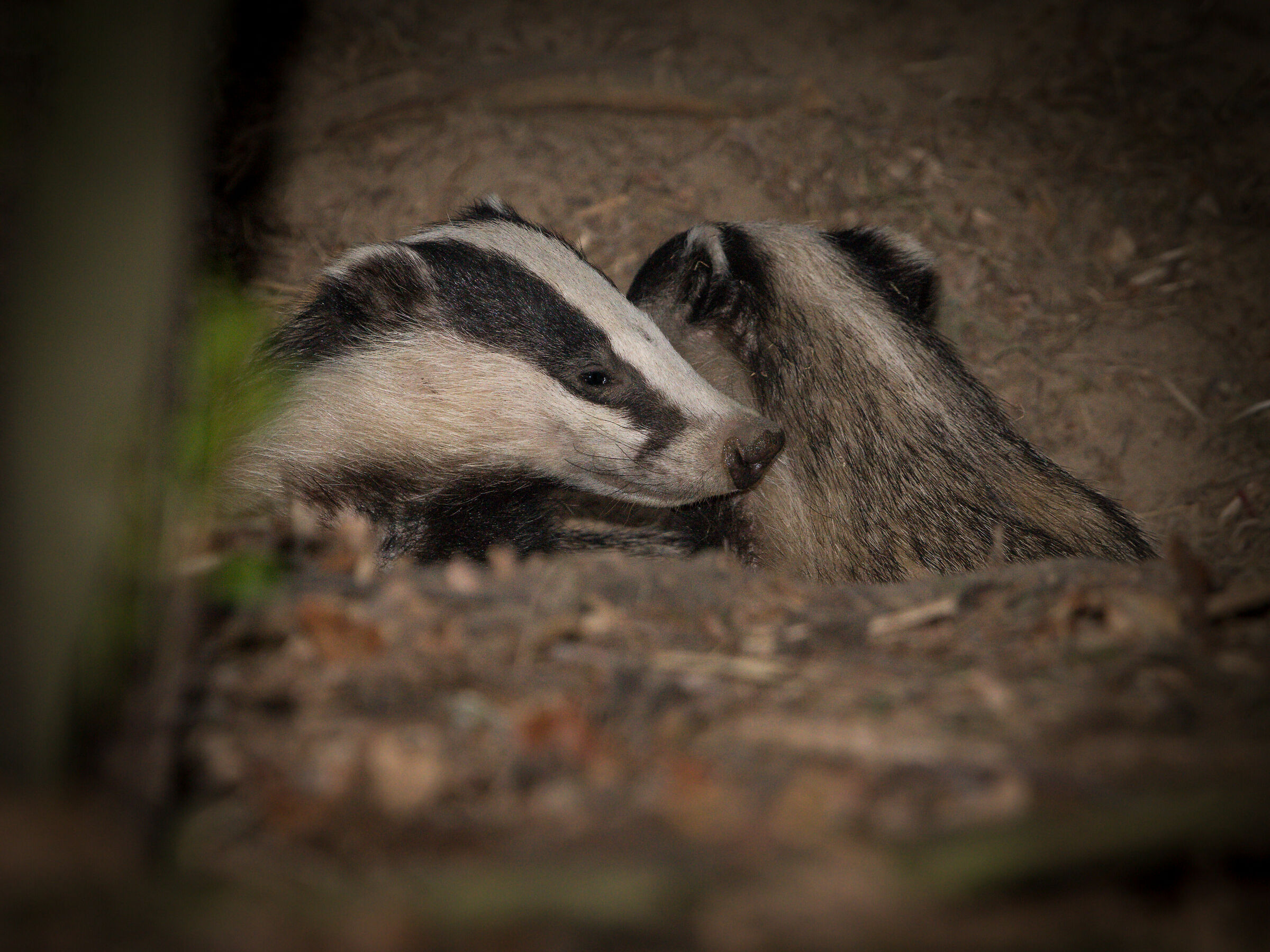 Tasso eurasiatico (Meles meles)