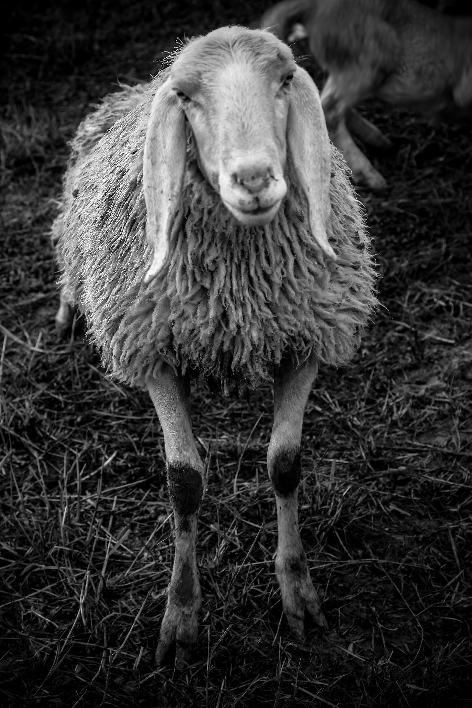 Beeeeh Speep Portrait