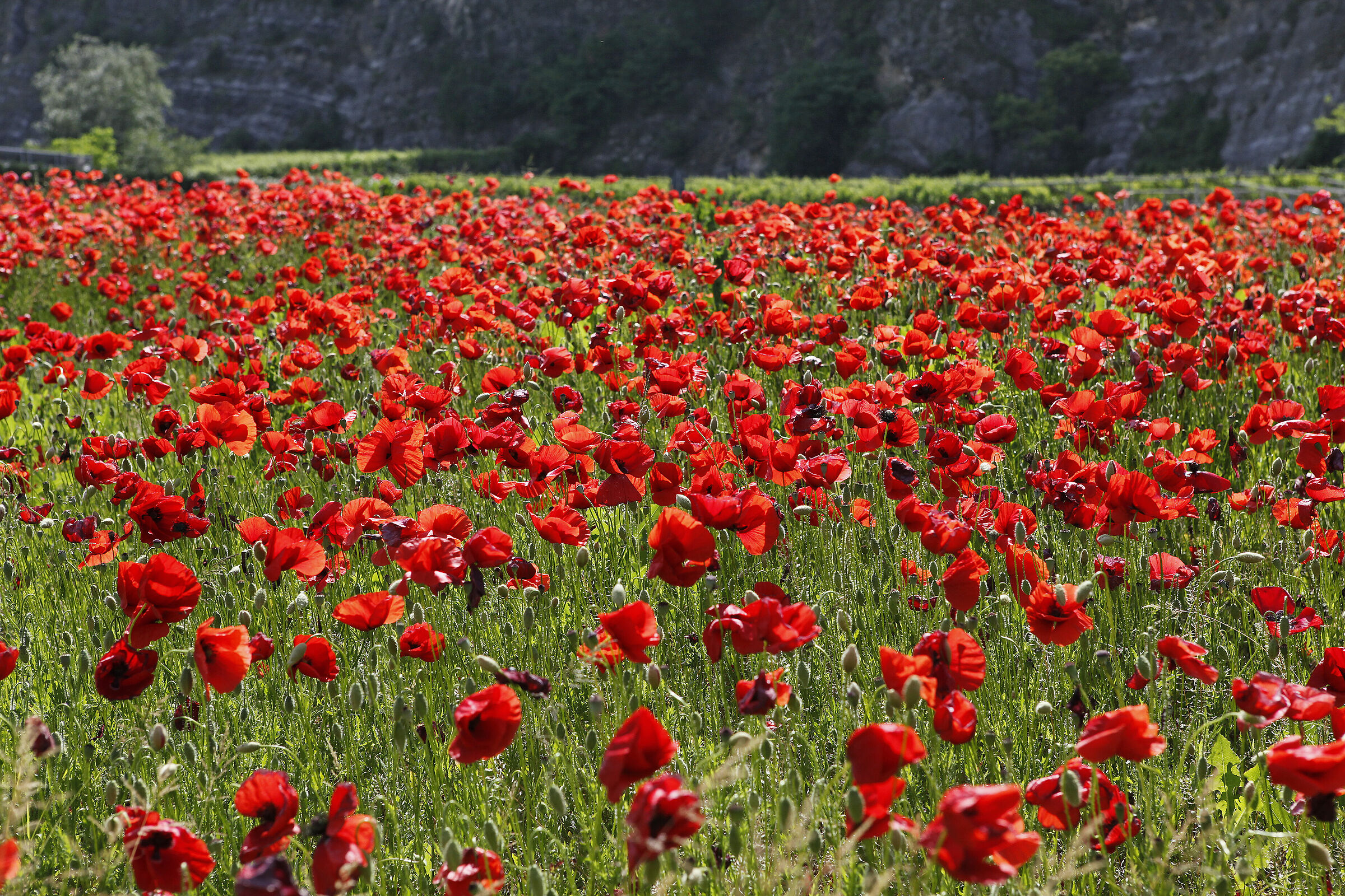 Red poppies