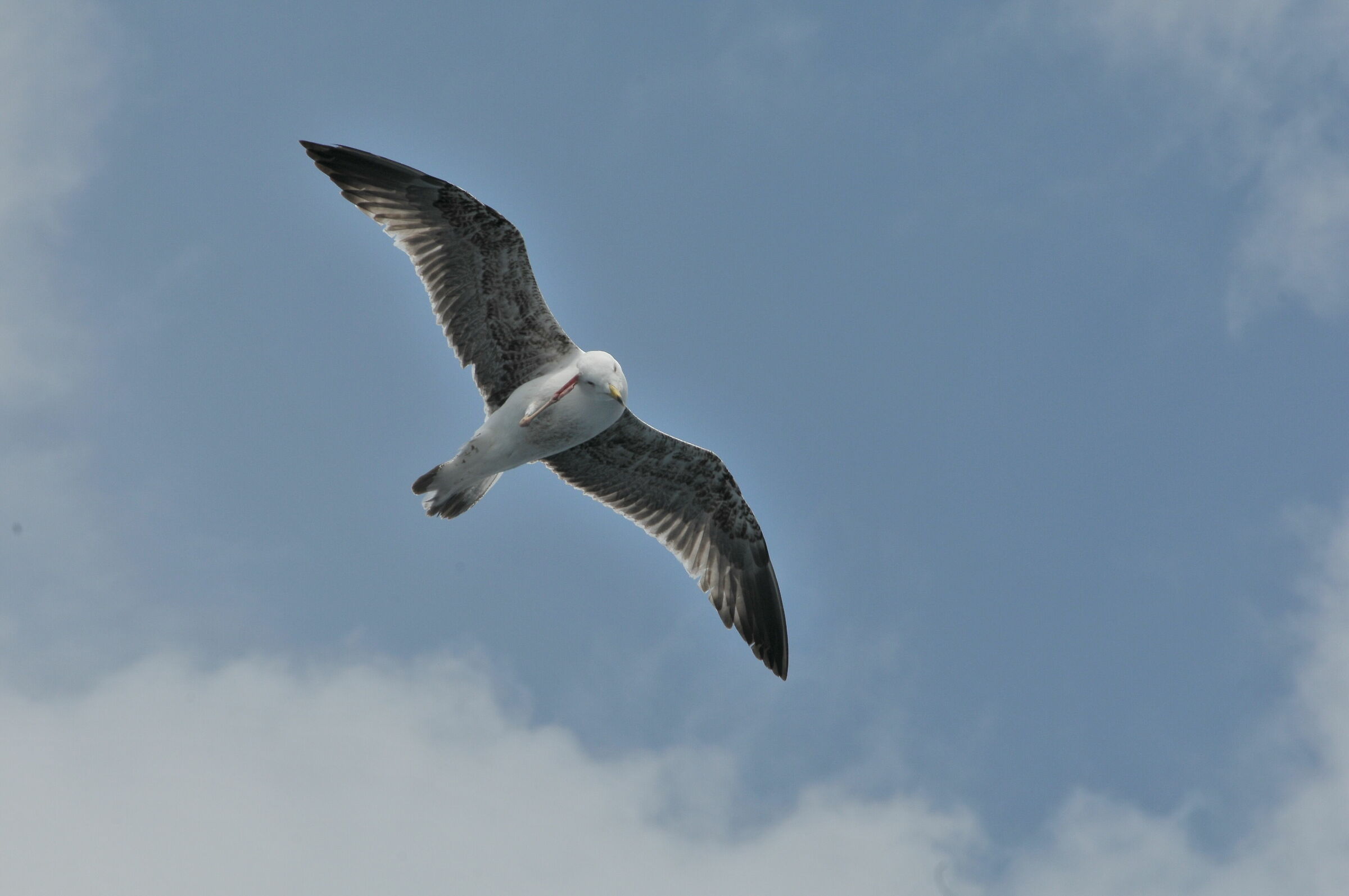 The greeting of The Seagull