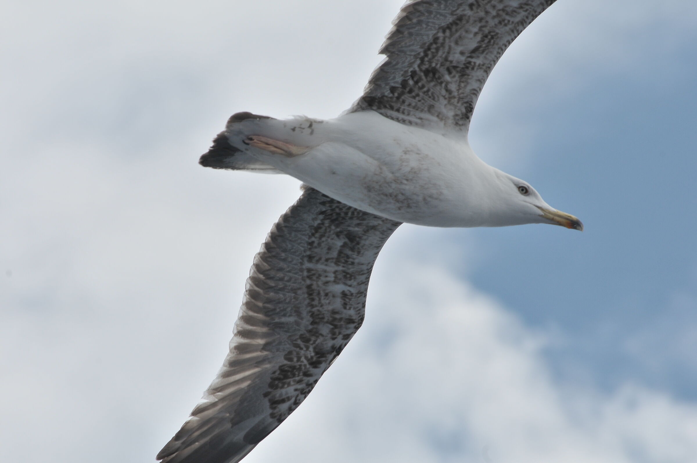 Seagull in flight