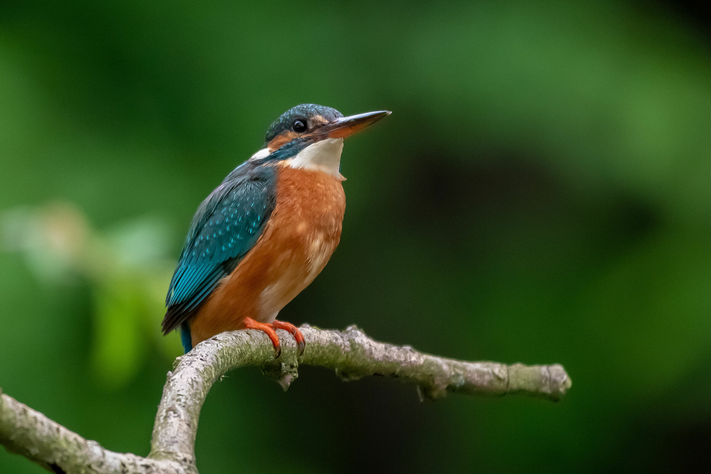 Kingfisher