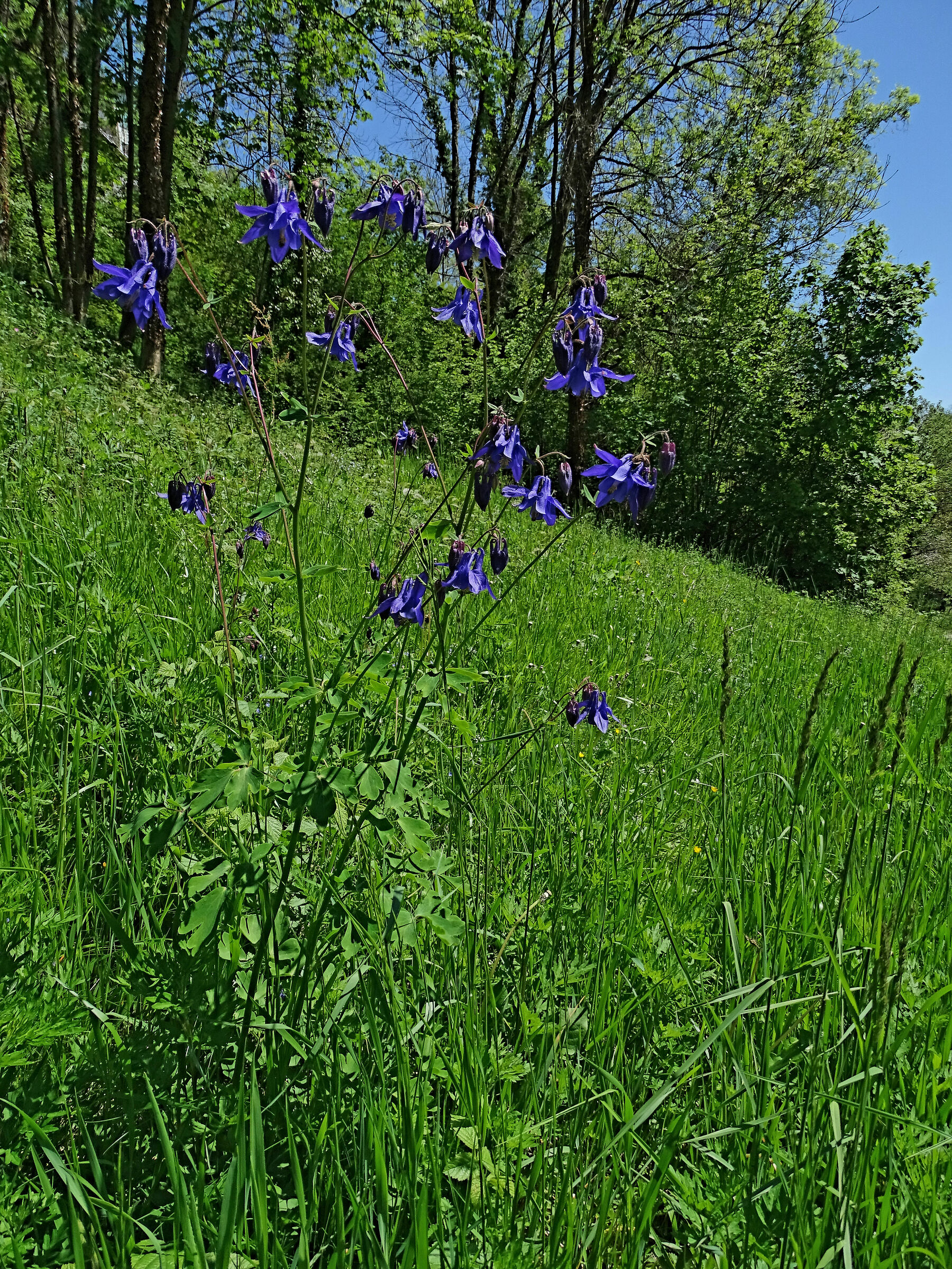 aquilegia blu ravvicinata