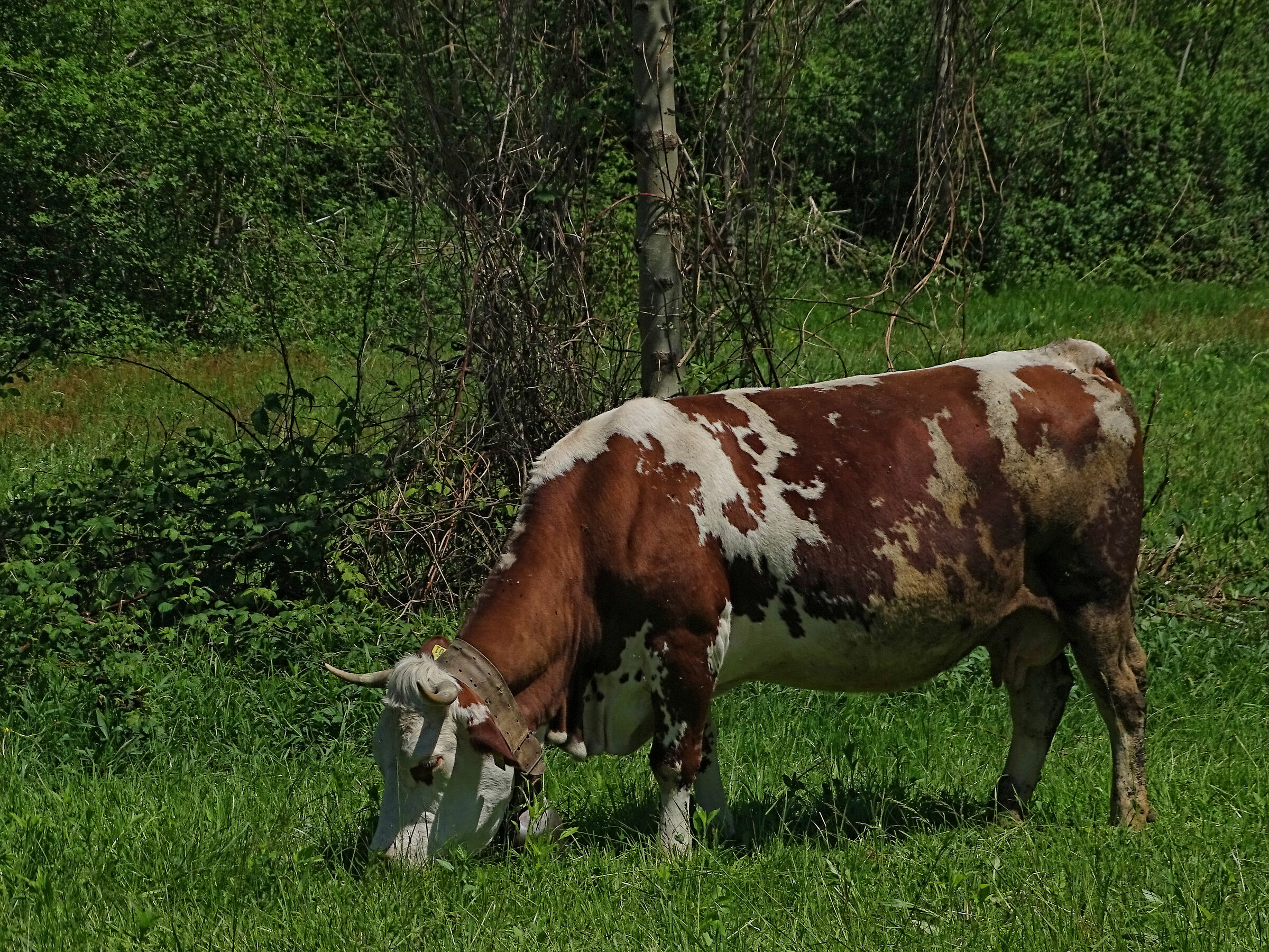 Cow Pasture (Crevacuore)
