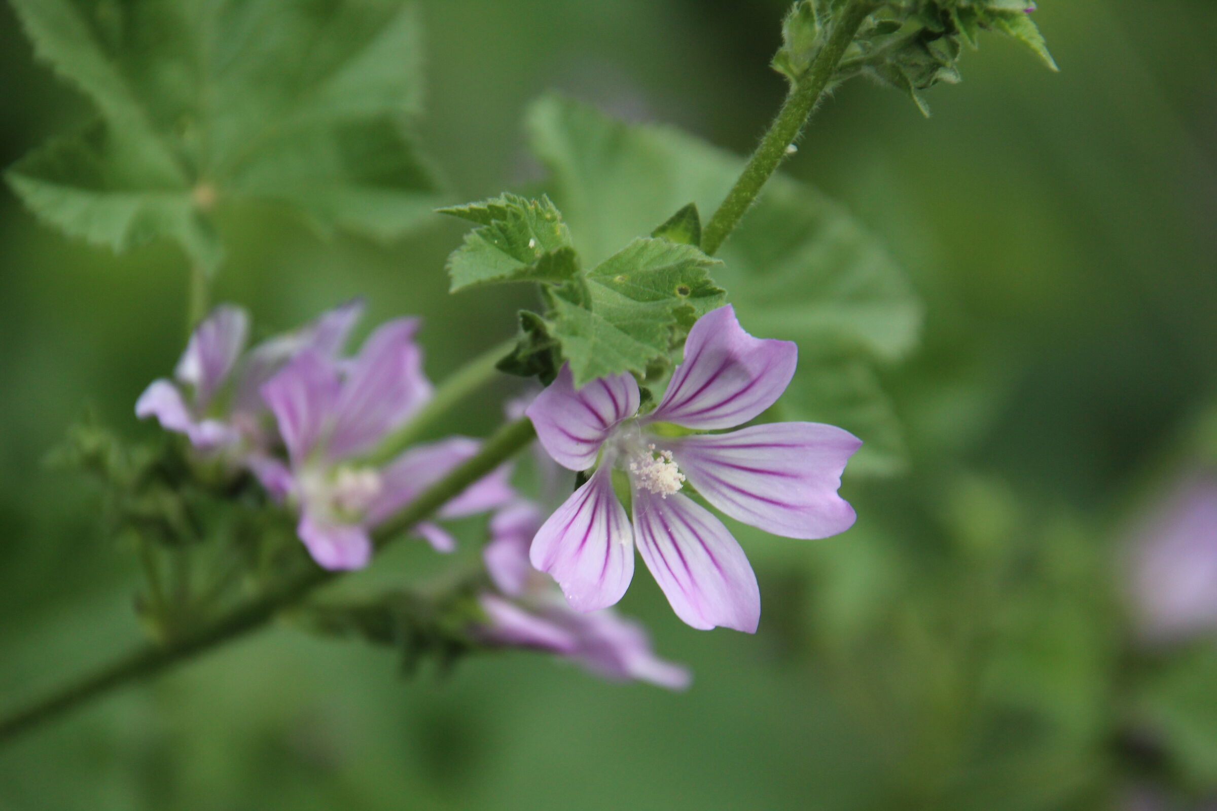 Wild Mauve Flower
