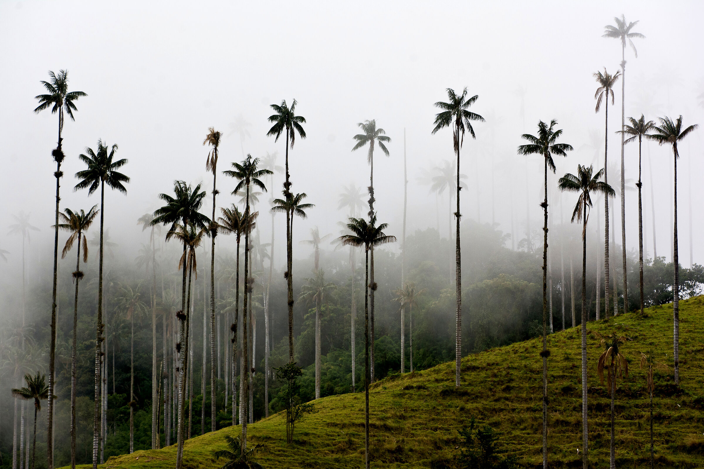 Cocora valley (Colombia)