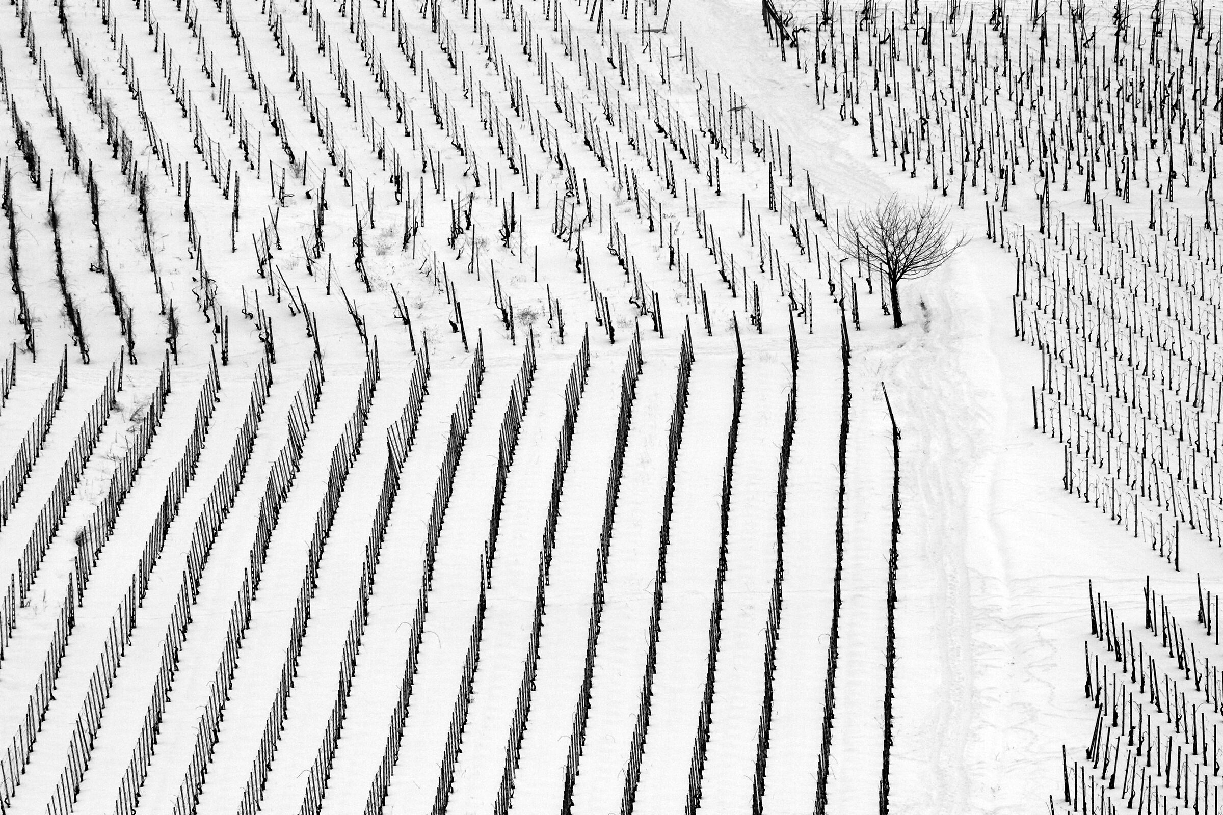 Snowy Vineyards 1