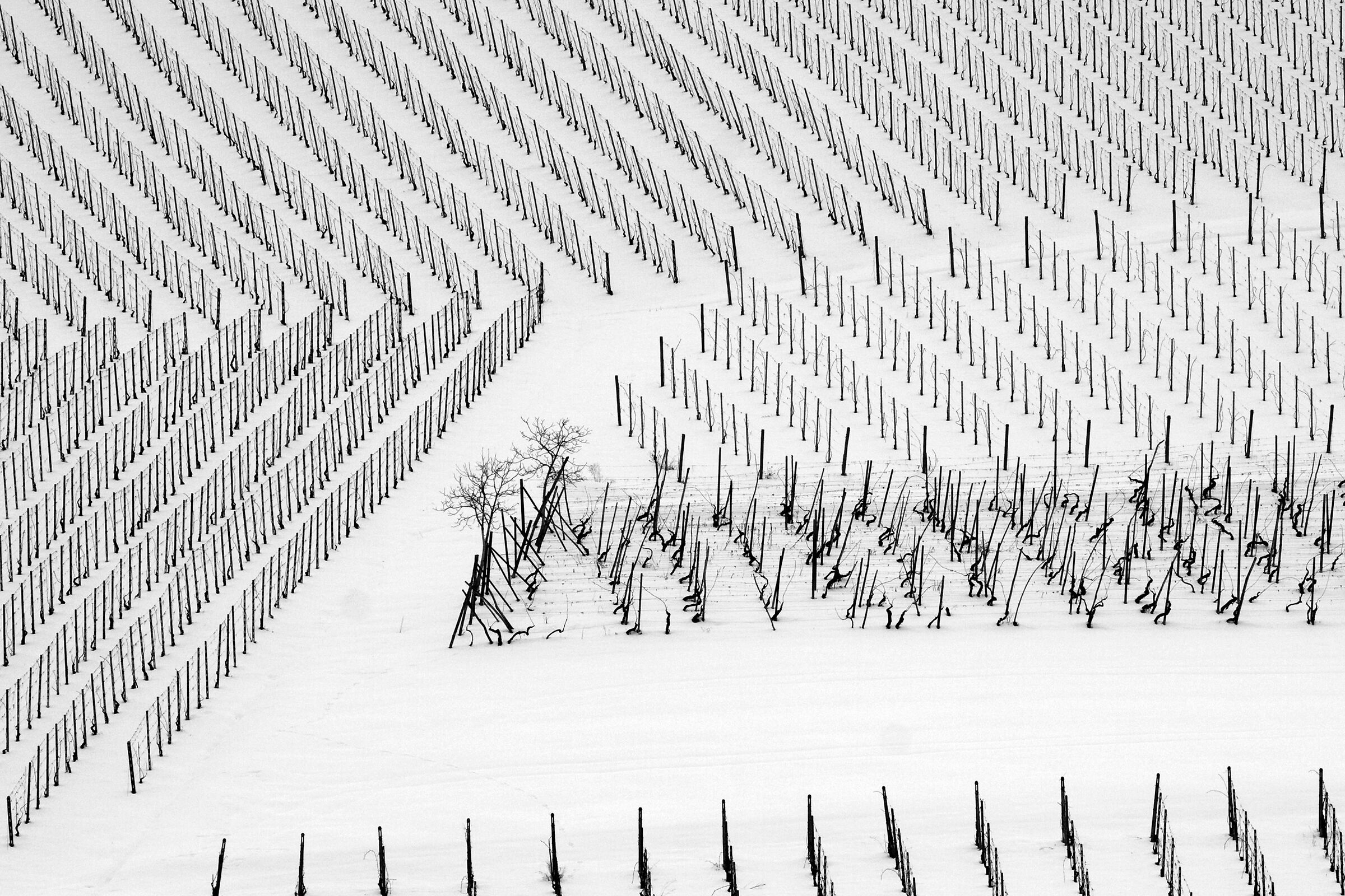 Snowy Vineyards 2