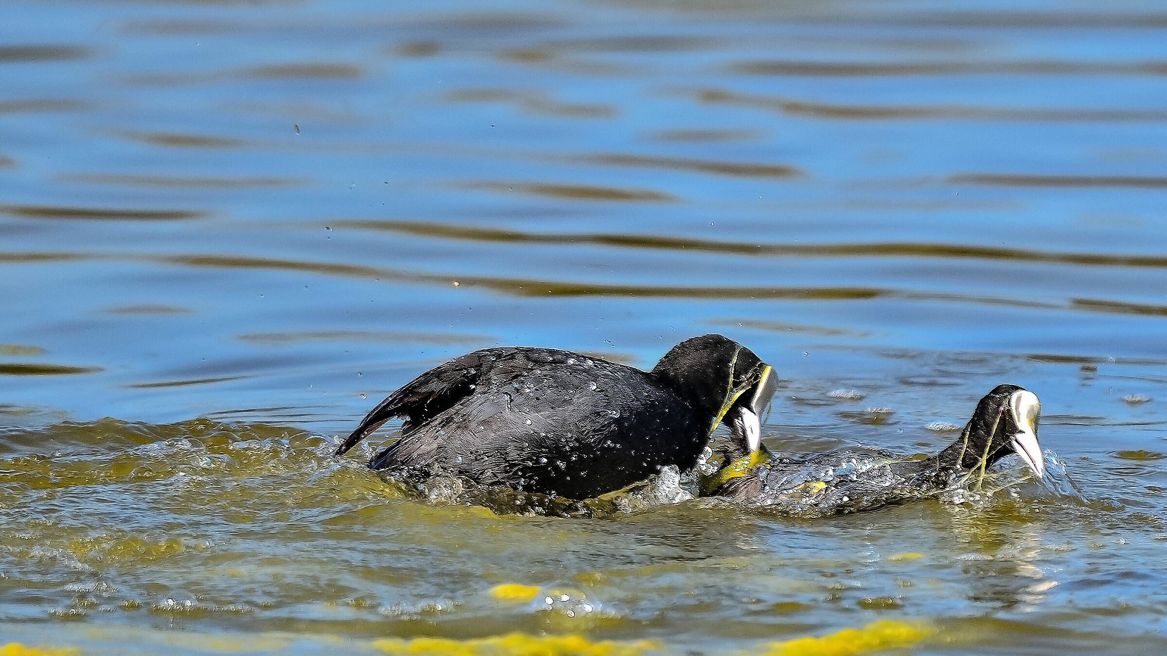 Si può dire "mordere" con il becco?