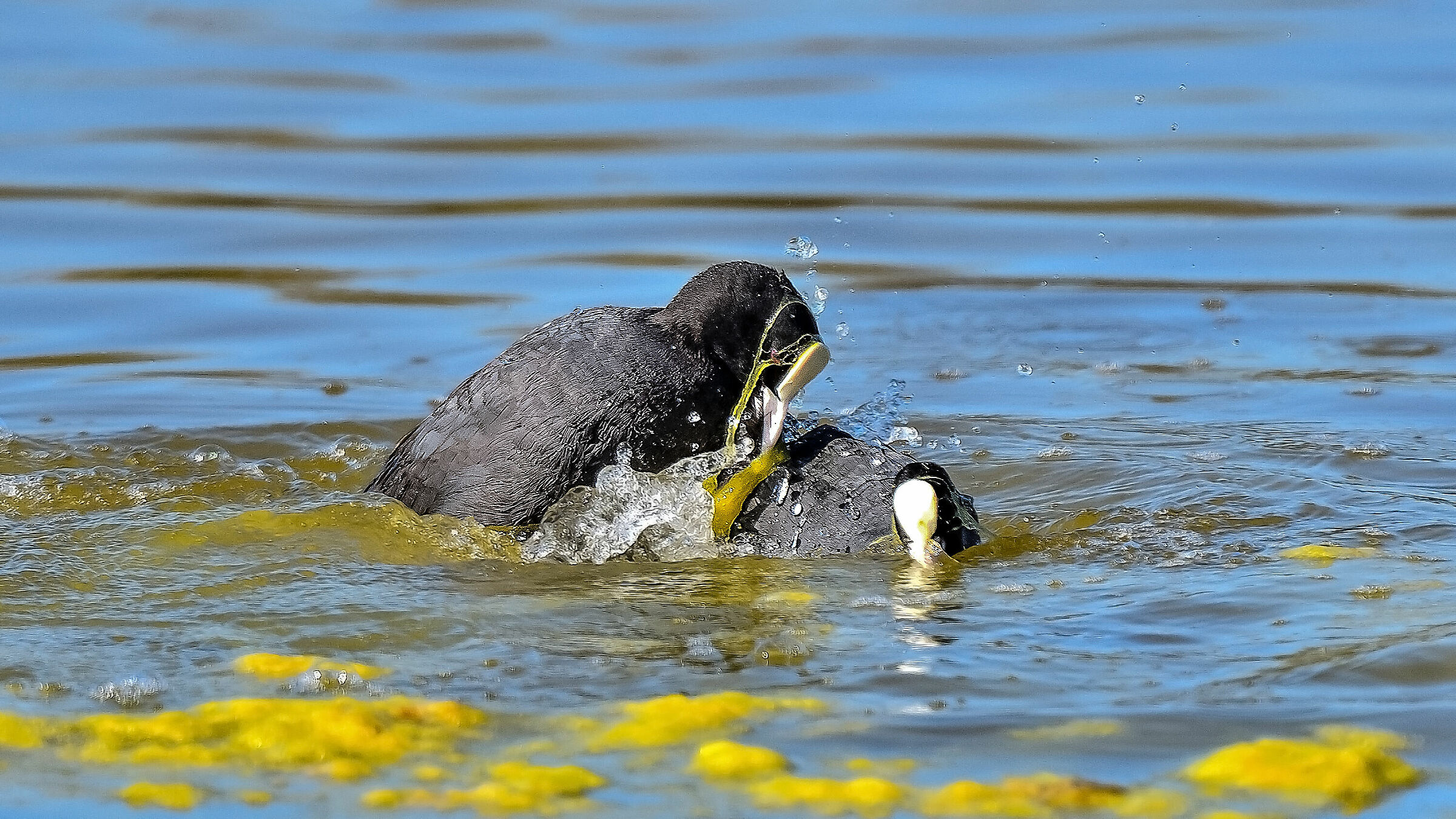 Forse è più consono "beccare"