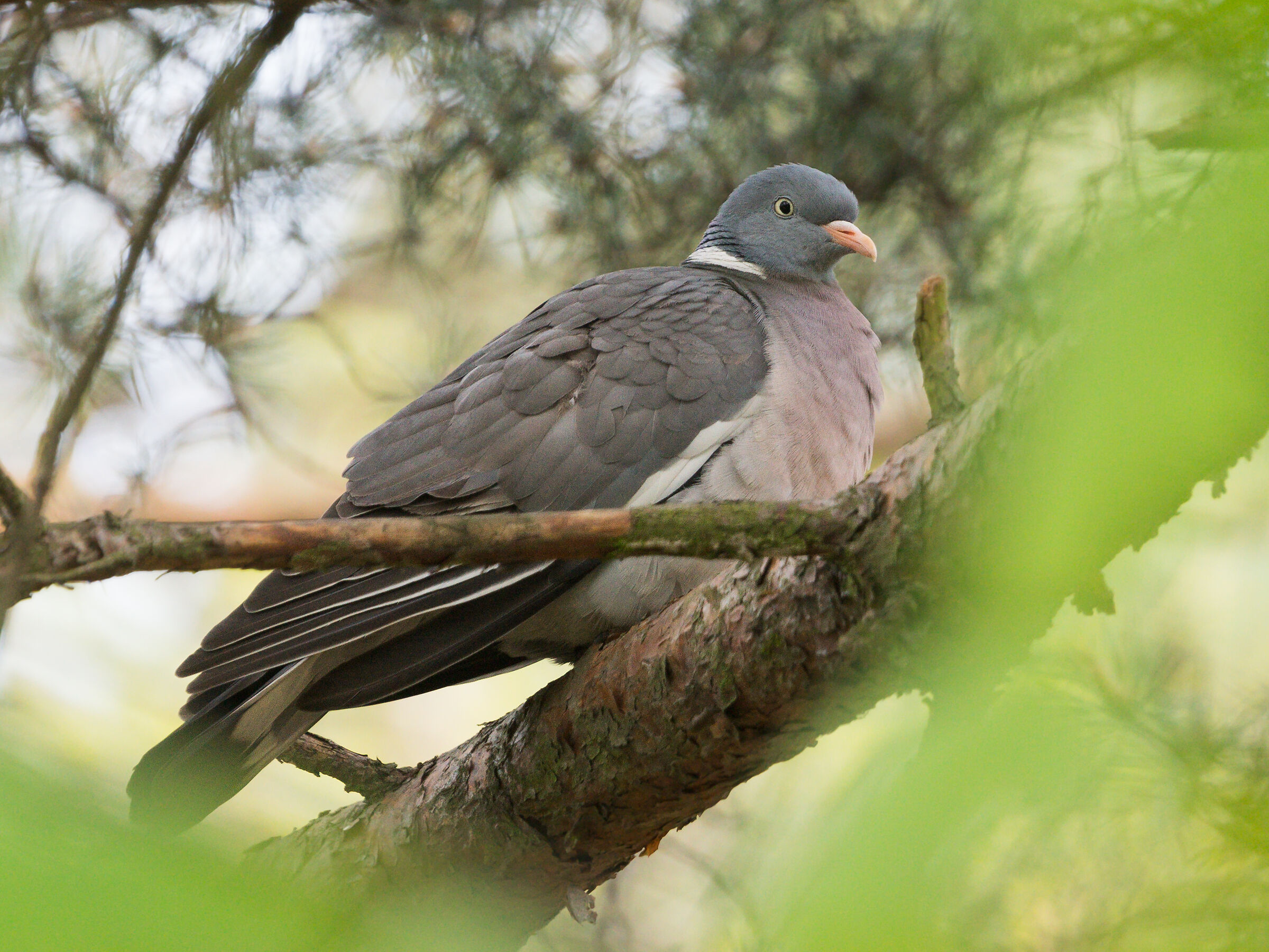 Piccione di legno (Columba palumbus)