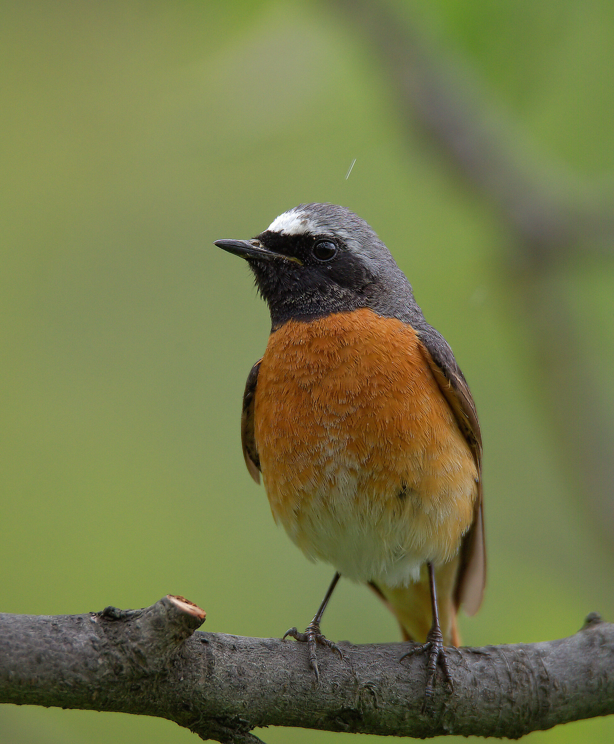 Male Common Redlight