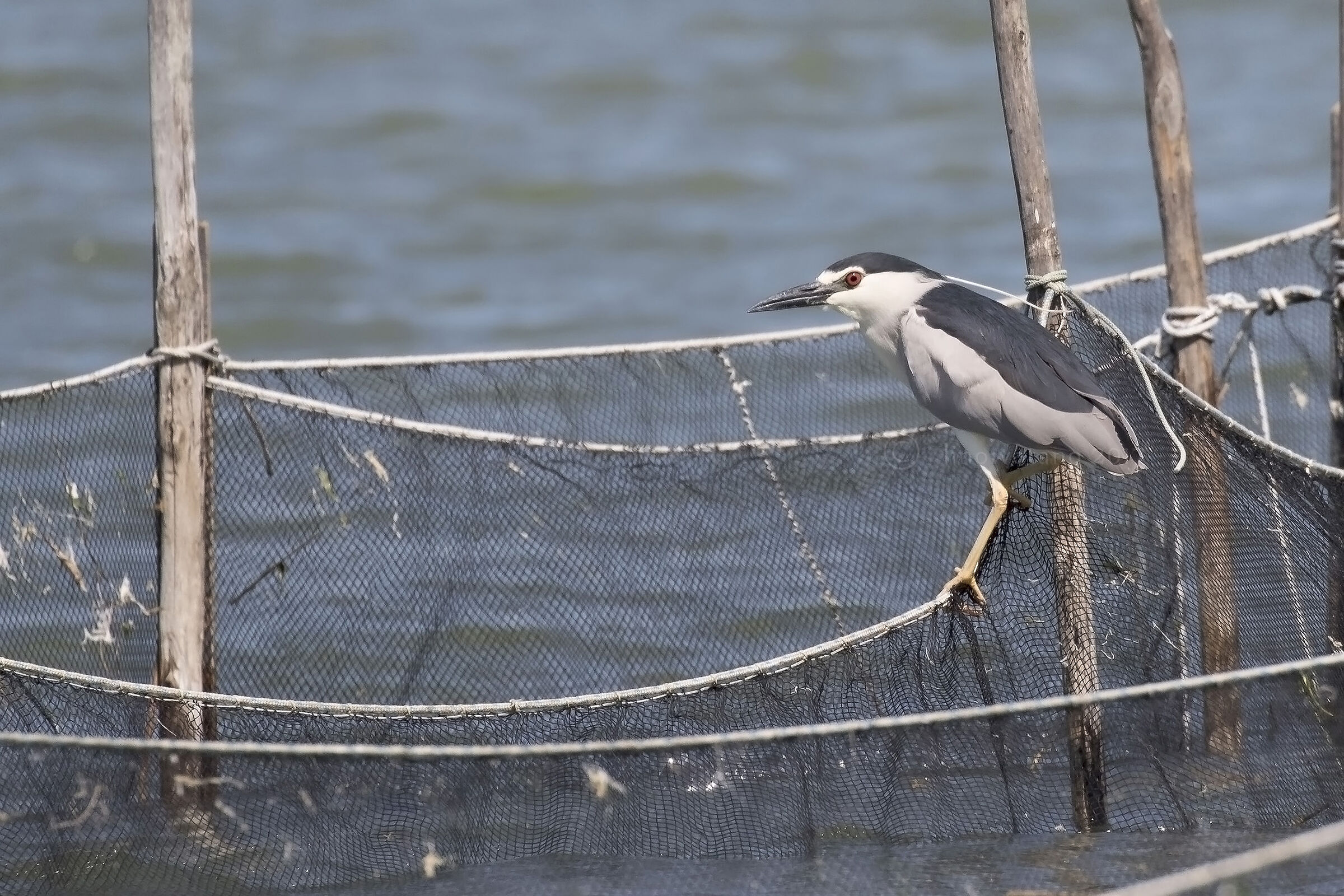 Nitticora (Nycticorax-Nicticorax)