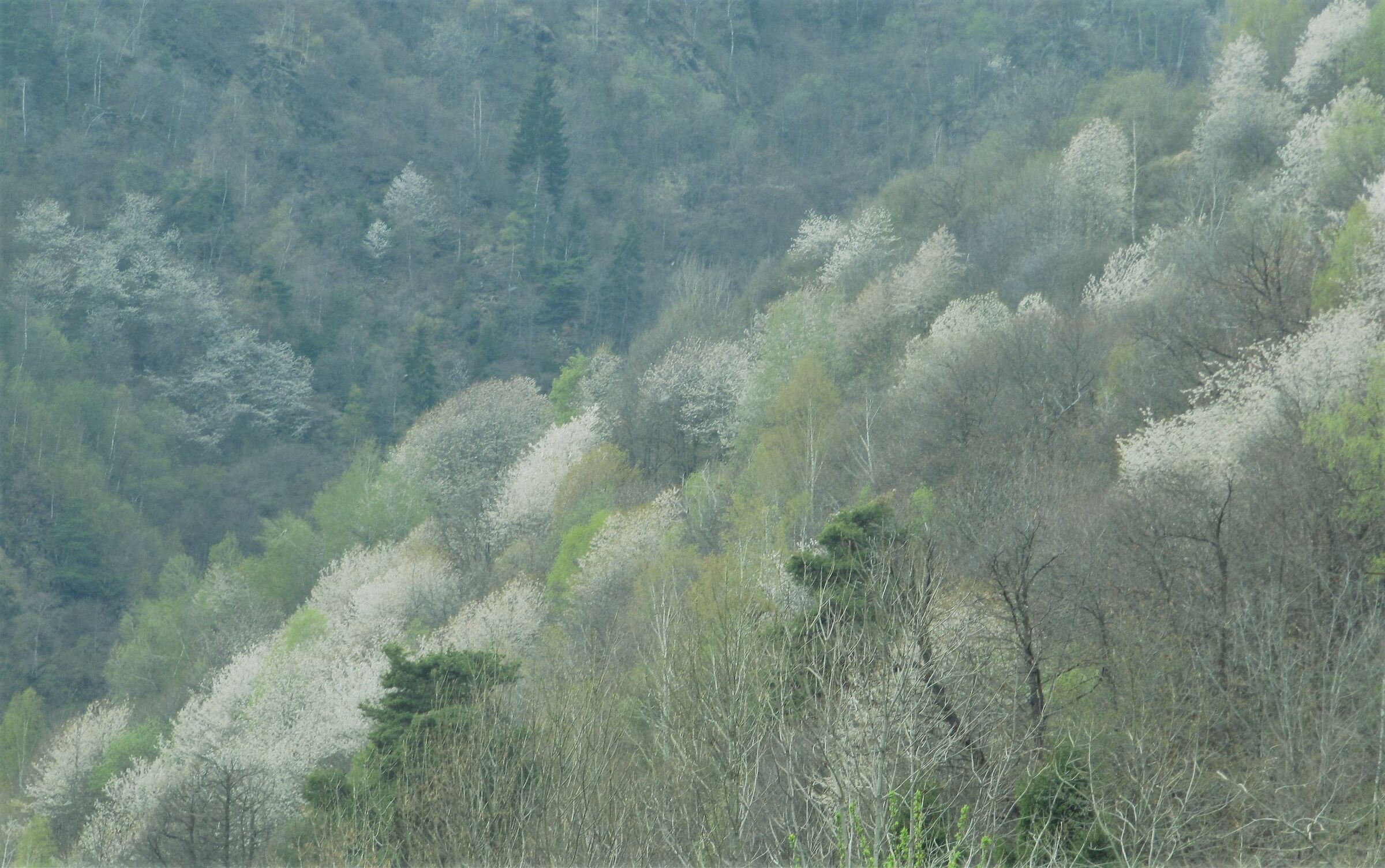 fioritura di ciliegi