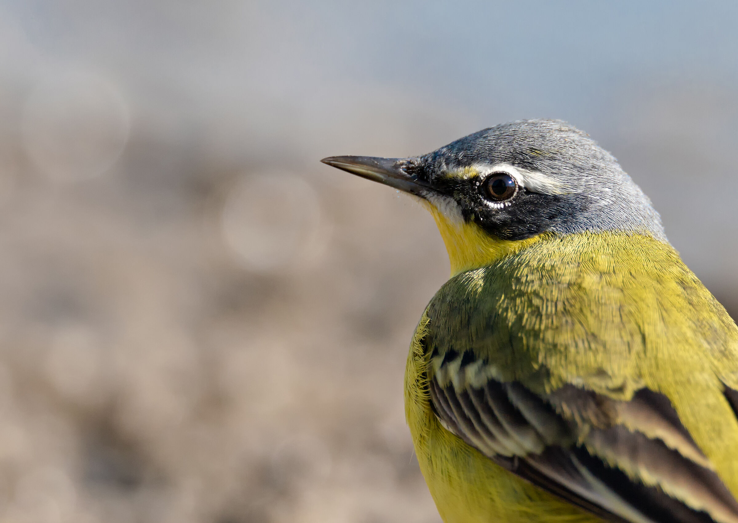 ritratto della cutrettola