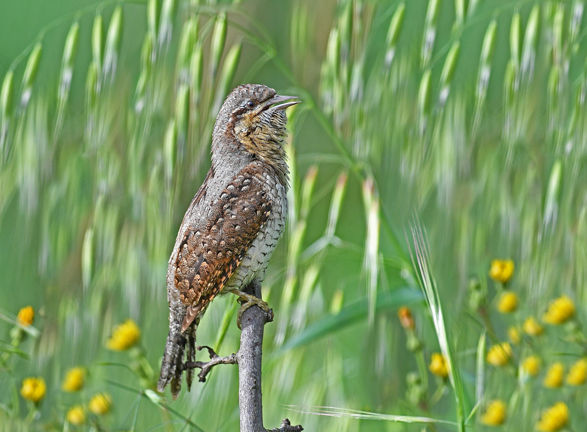 Canto di primavera    ( Torcicollo )