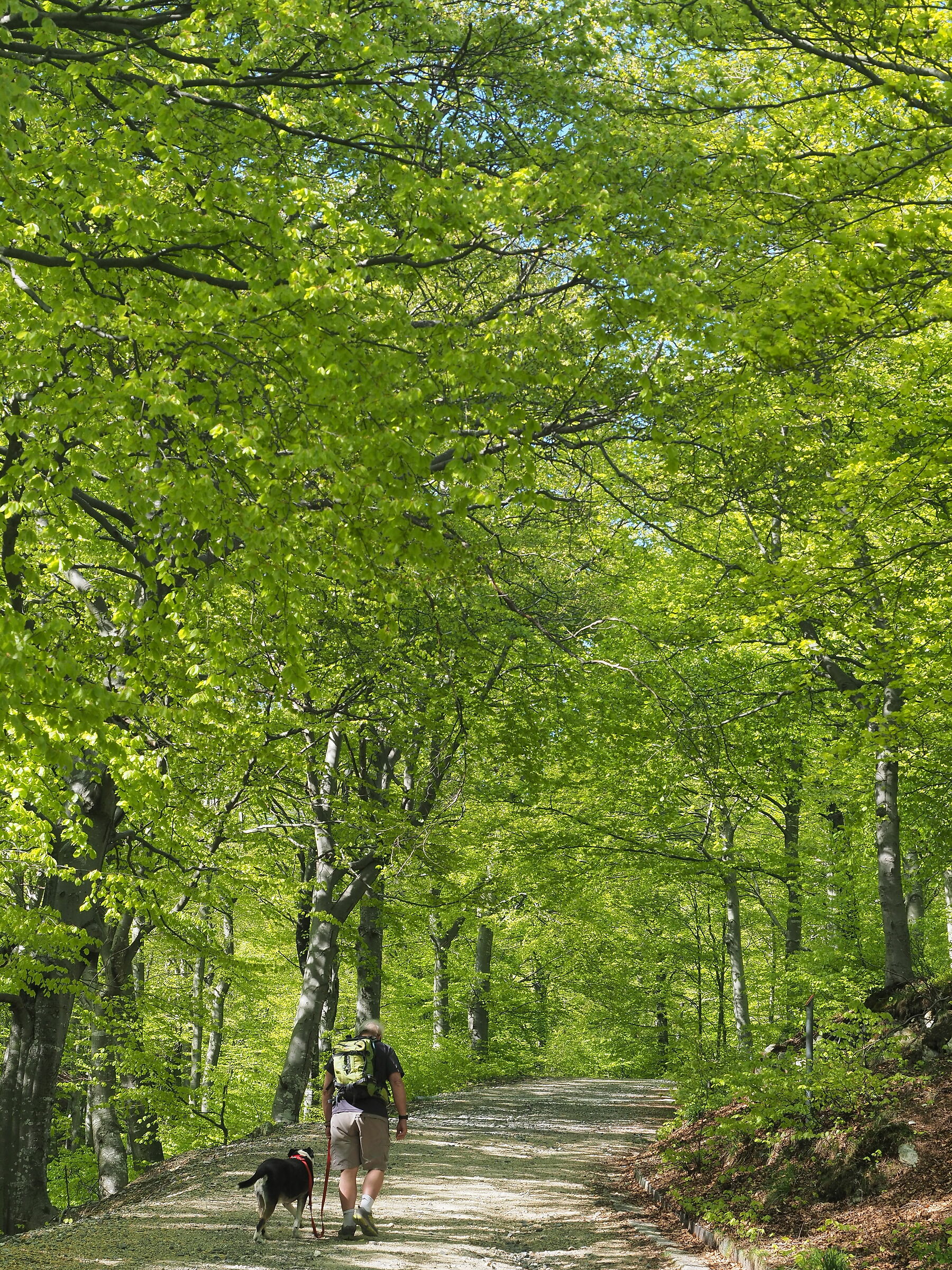 camminata nel  verde