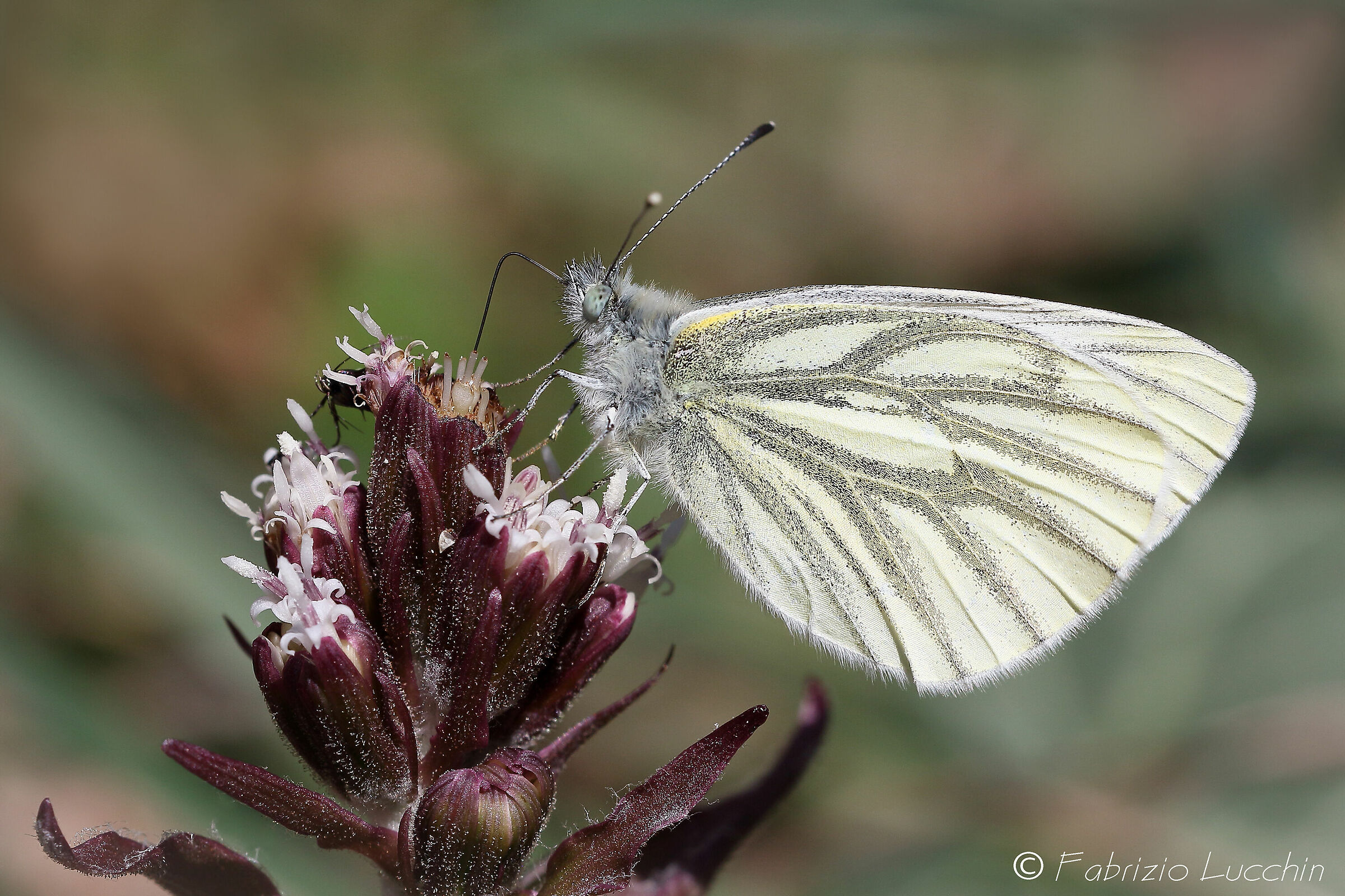Pieris napi  (1° generazione)
