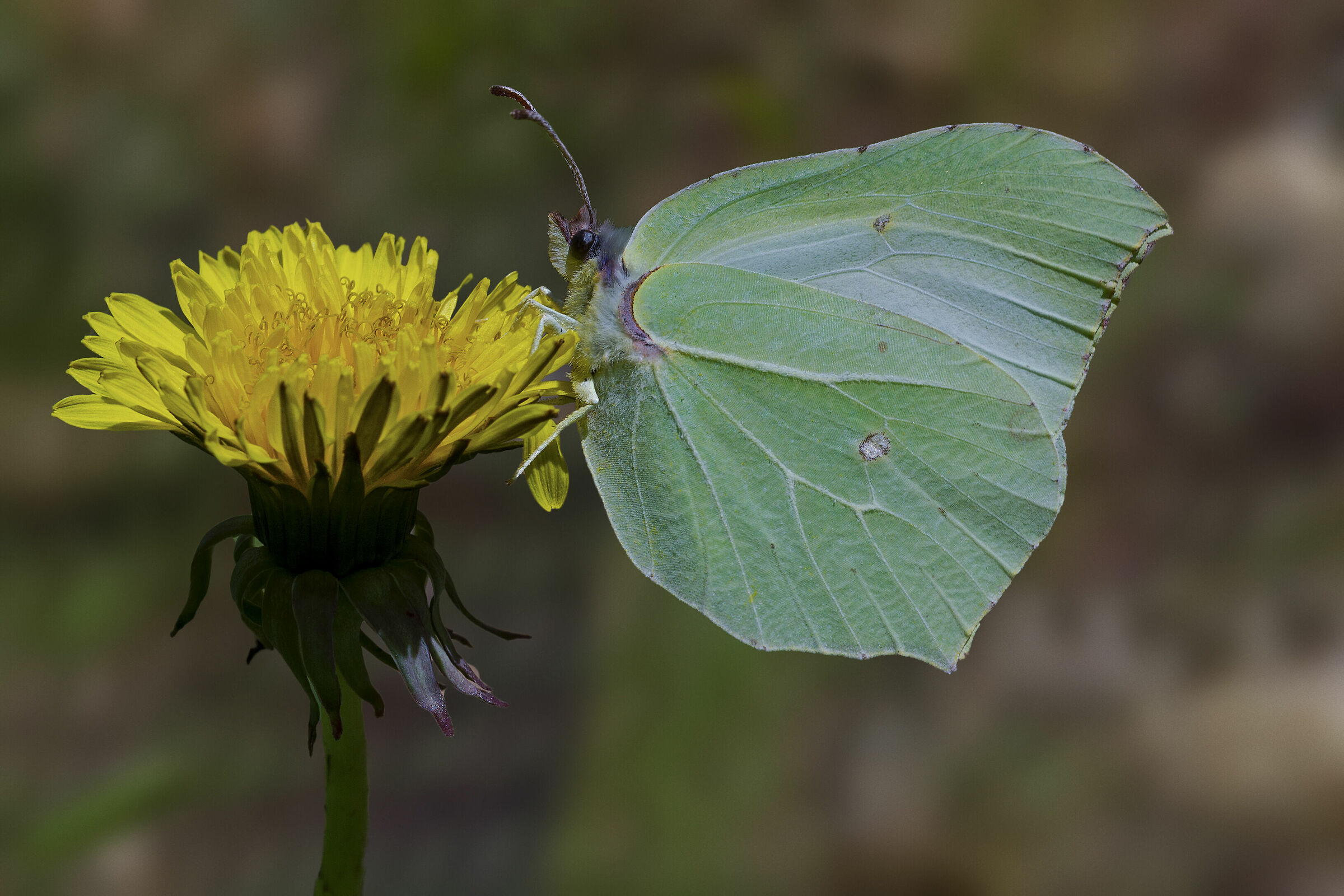 Gonepteryx Cleopatra