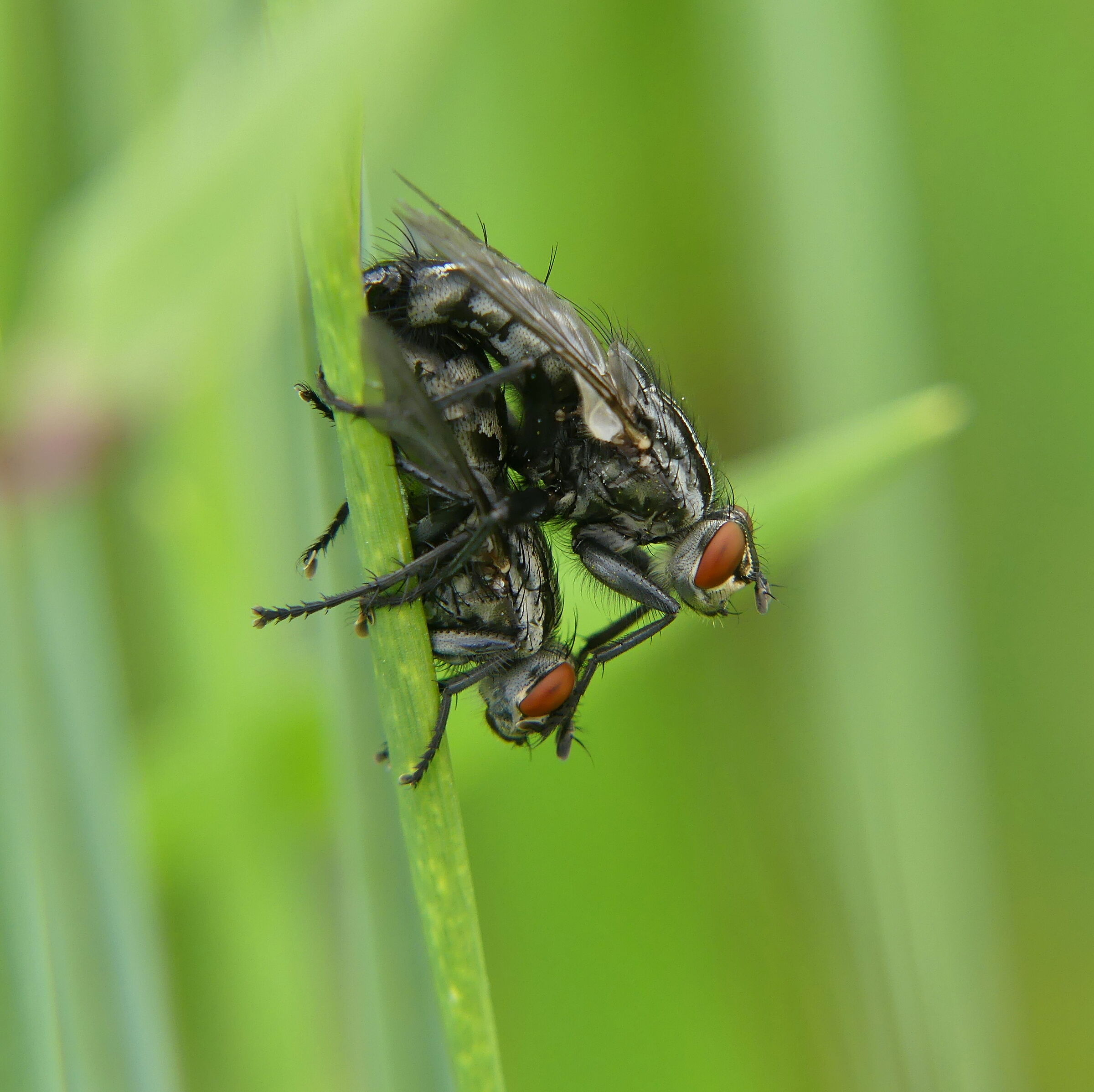 Coppietta... moscovita