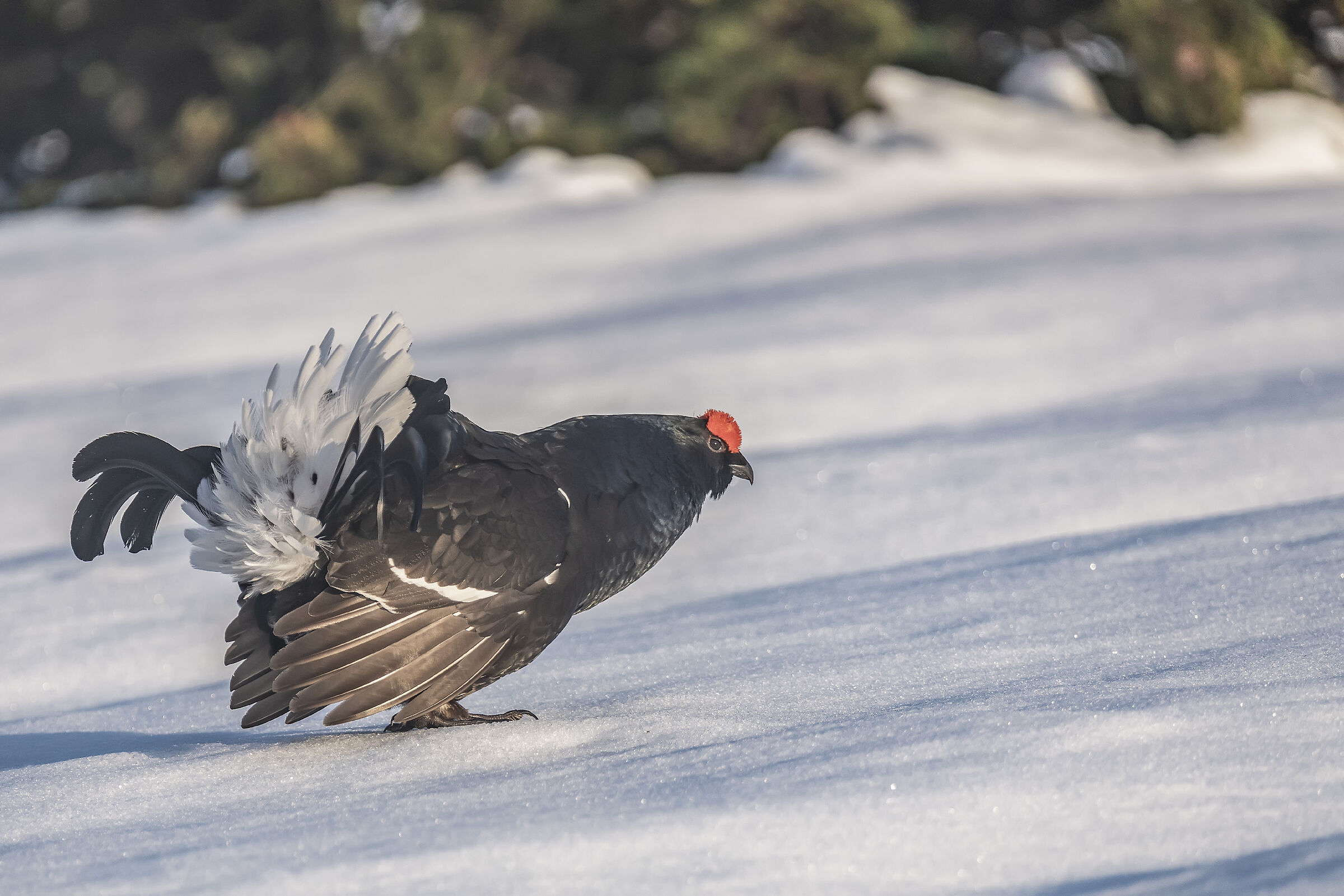 Gallo forcello Lyrurus tetrix