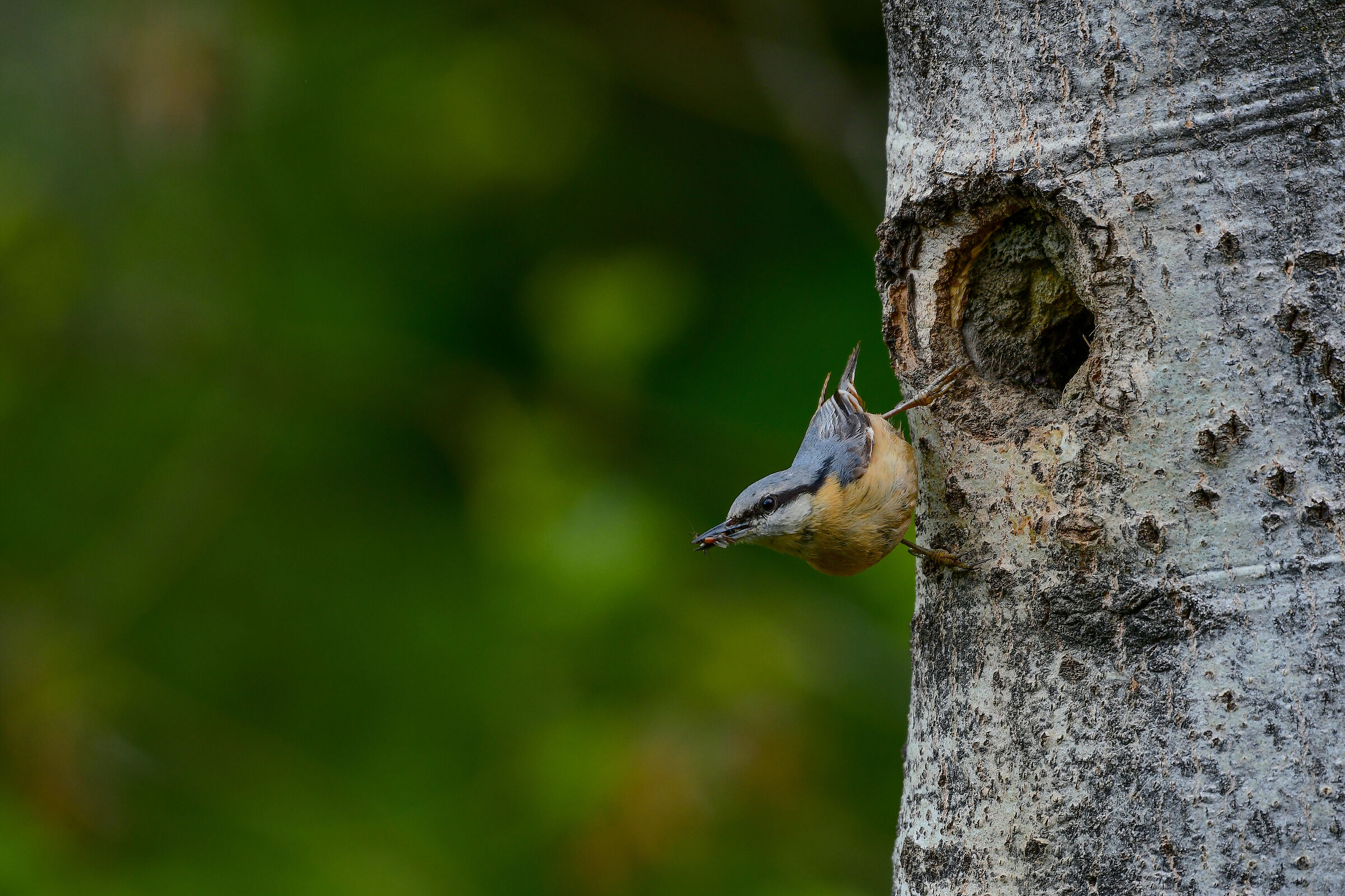 picchio muratore con preda :)