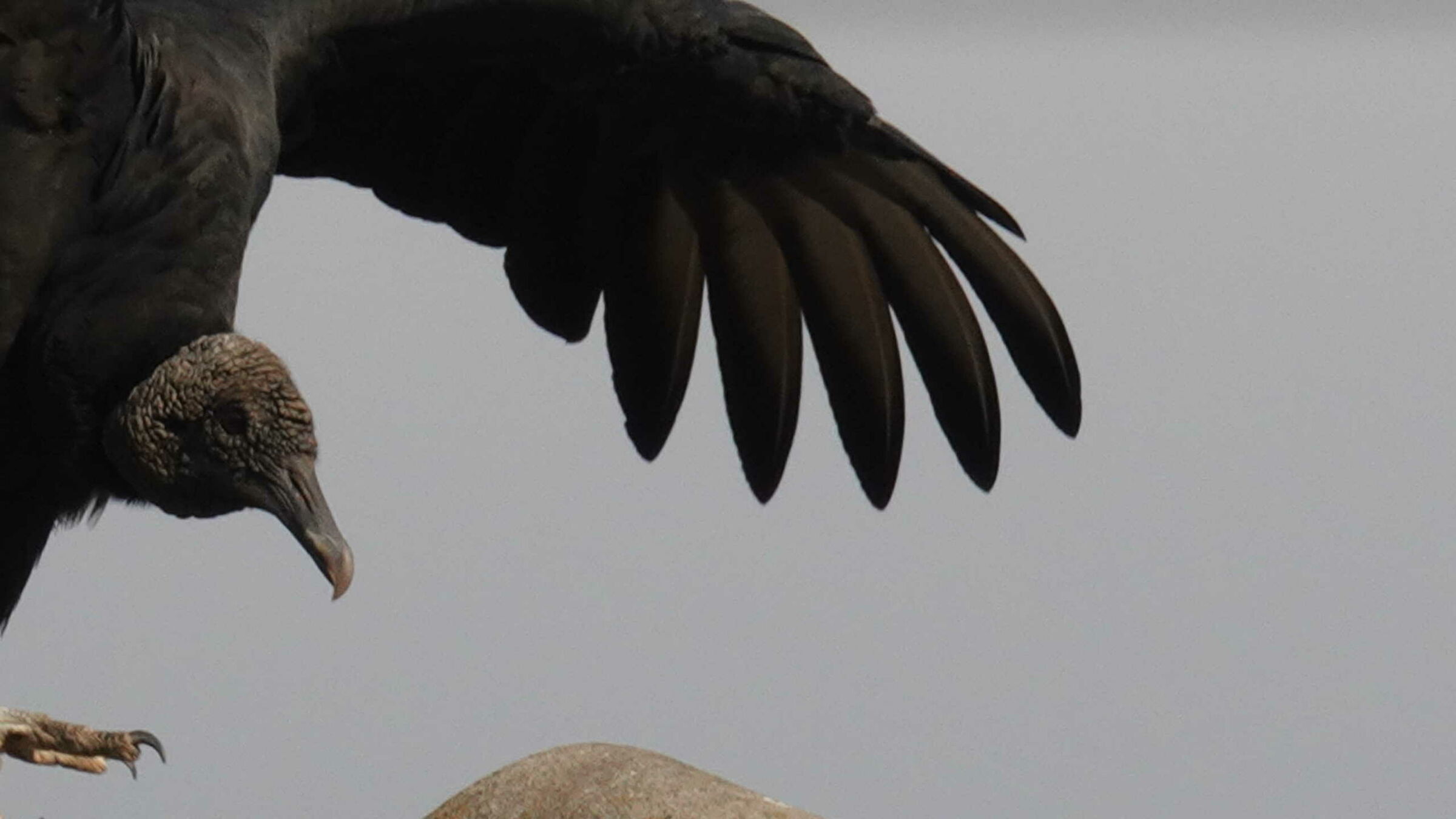 Ucellaccio brasilleiro