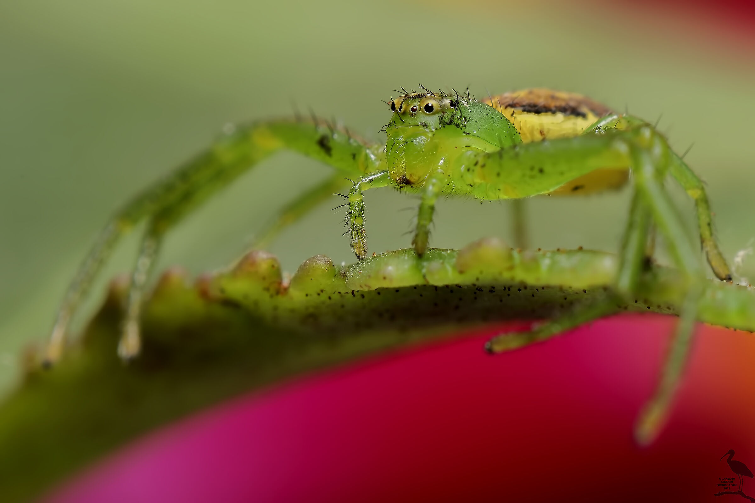 Green Spider