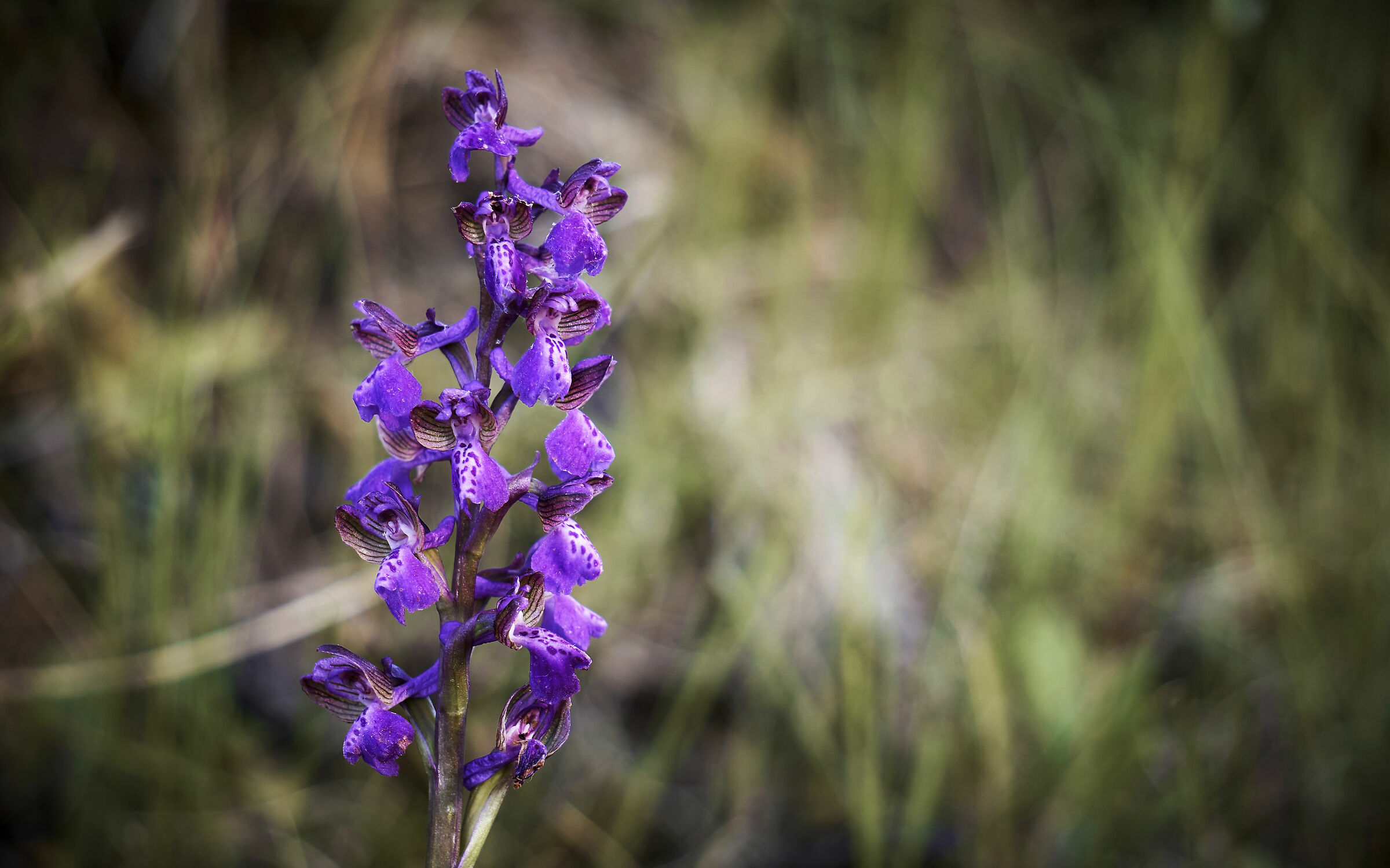 Anacamptis morio - Colli Tortonesi 04-05-19