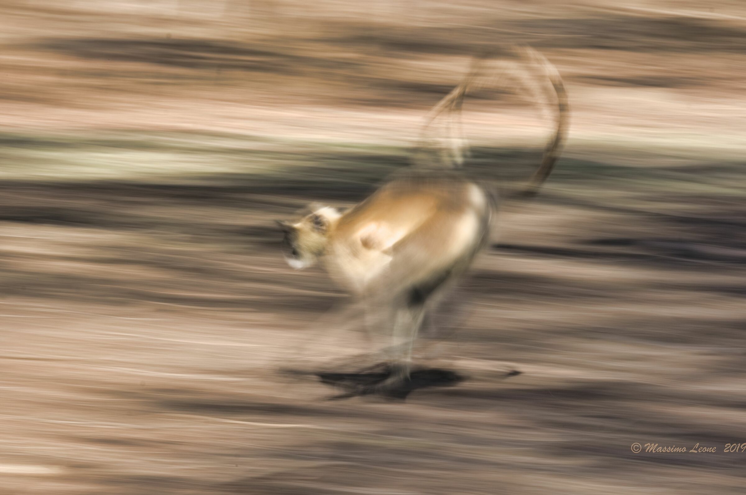 Scimmia grigia di Hanuman (Semnopithecus)