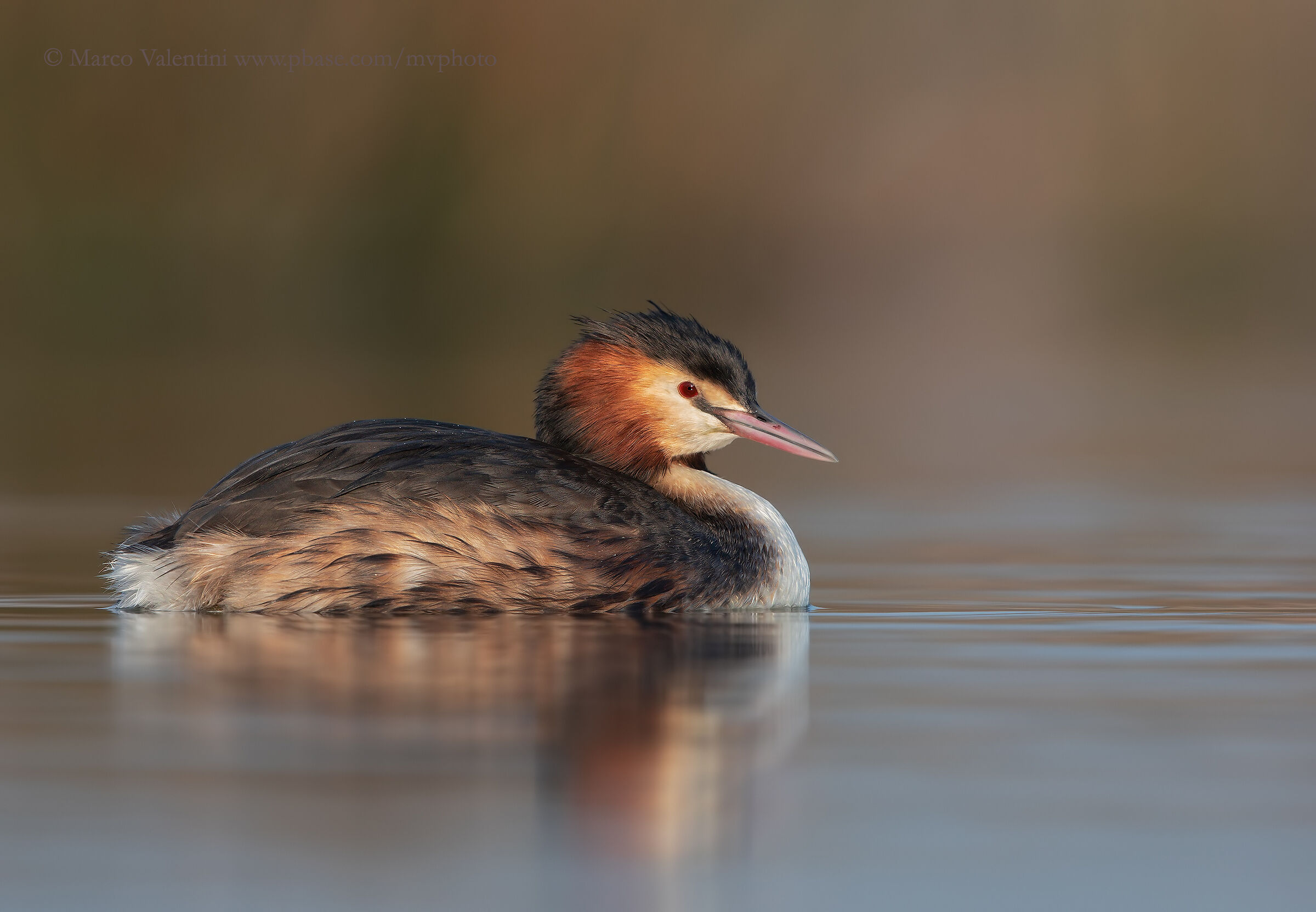 Major Crested Grebe