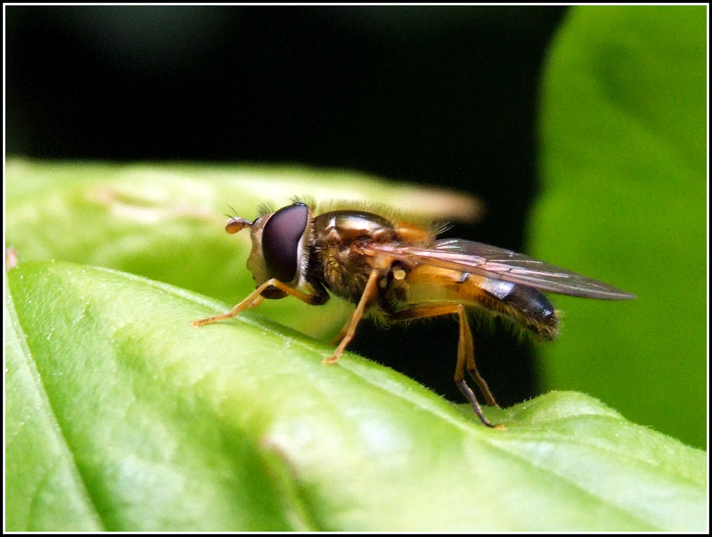 "Epistrophe Eligans" female