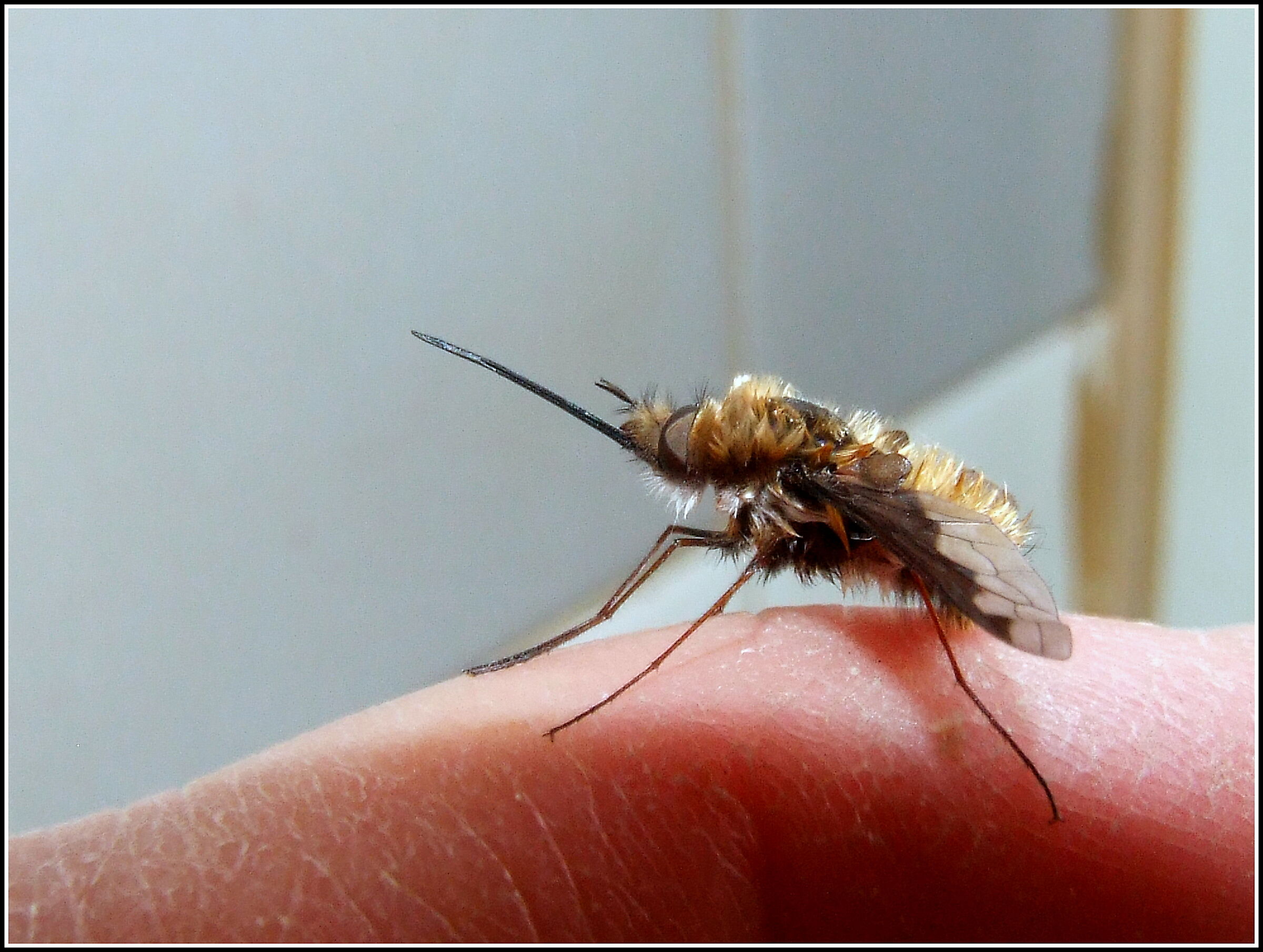 "Bombylius Major" male