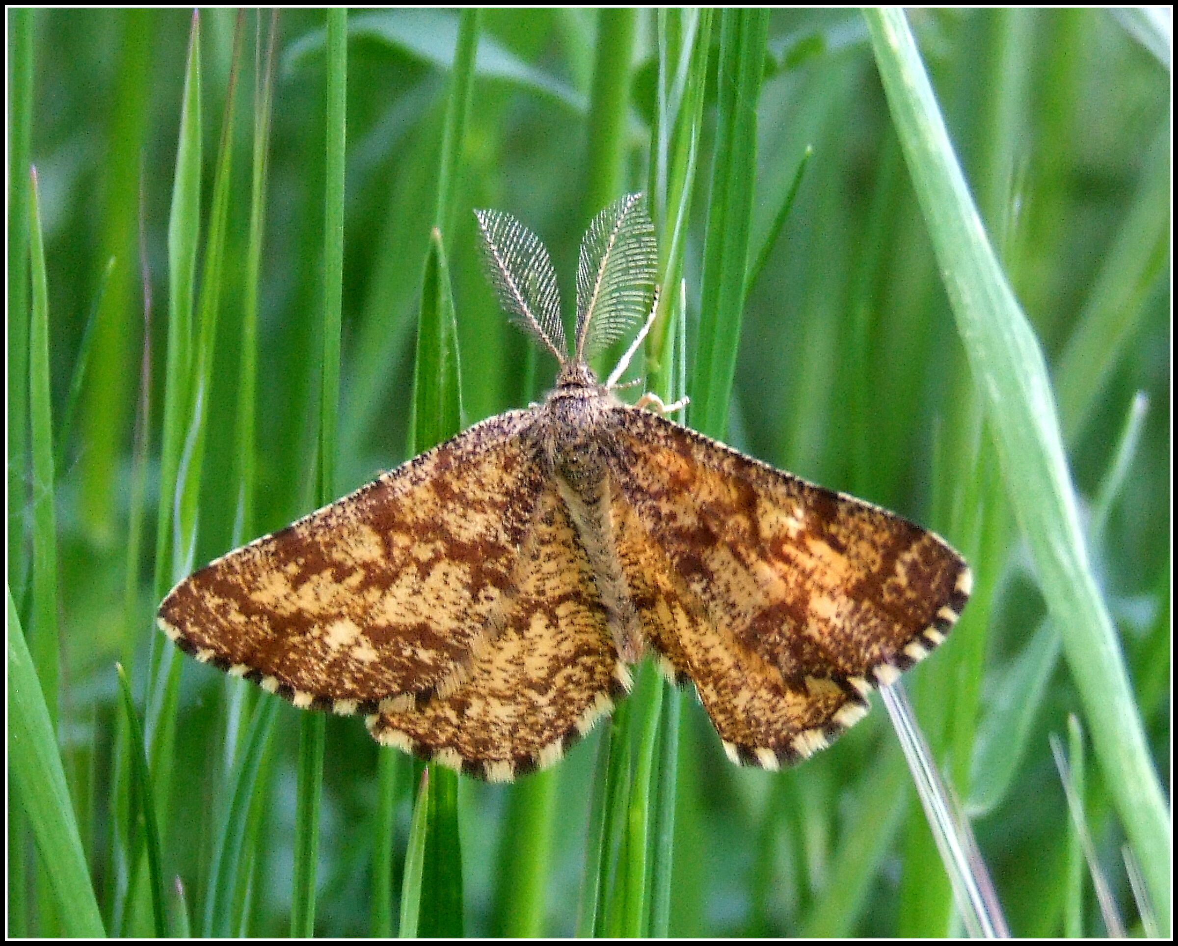 "Hematurga Atomaria" male